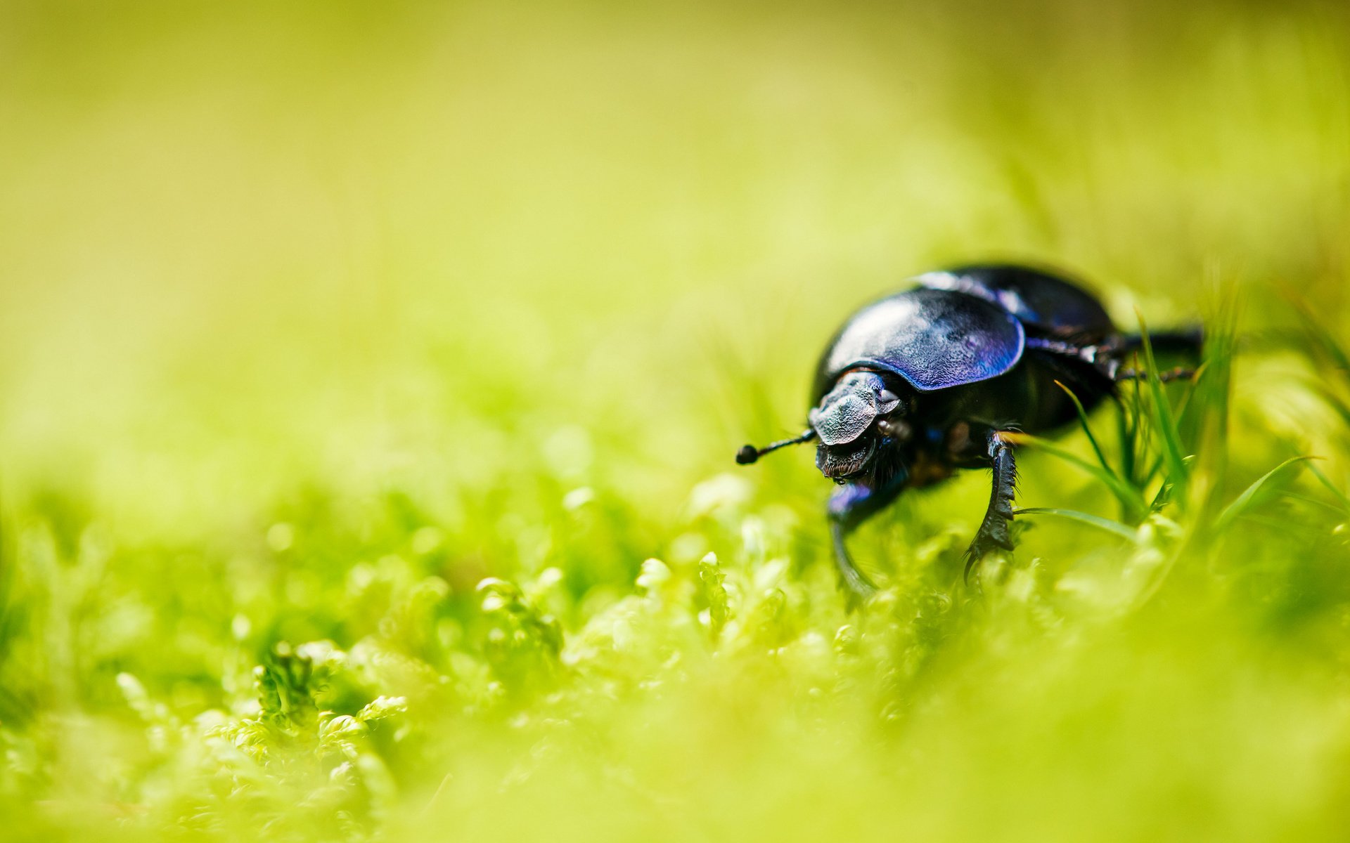 Обои трава, природа, жук, насекомое, усы, лето, размытость, лапки, grass, nature, beetle, insect, mustache, summer, blur, legs разрешение 2048x1365 Загрузить