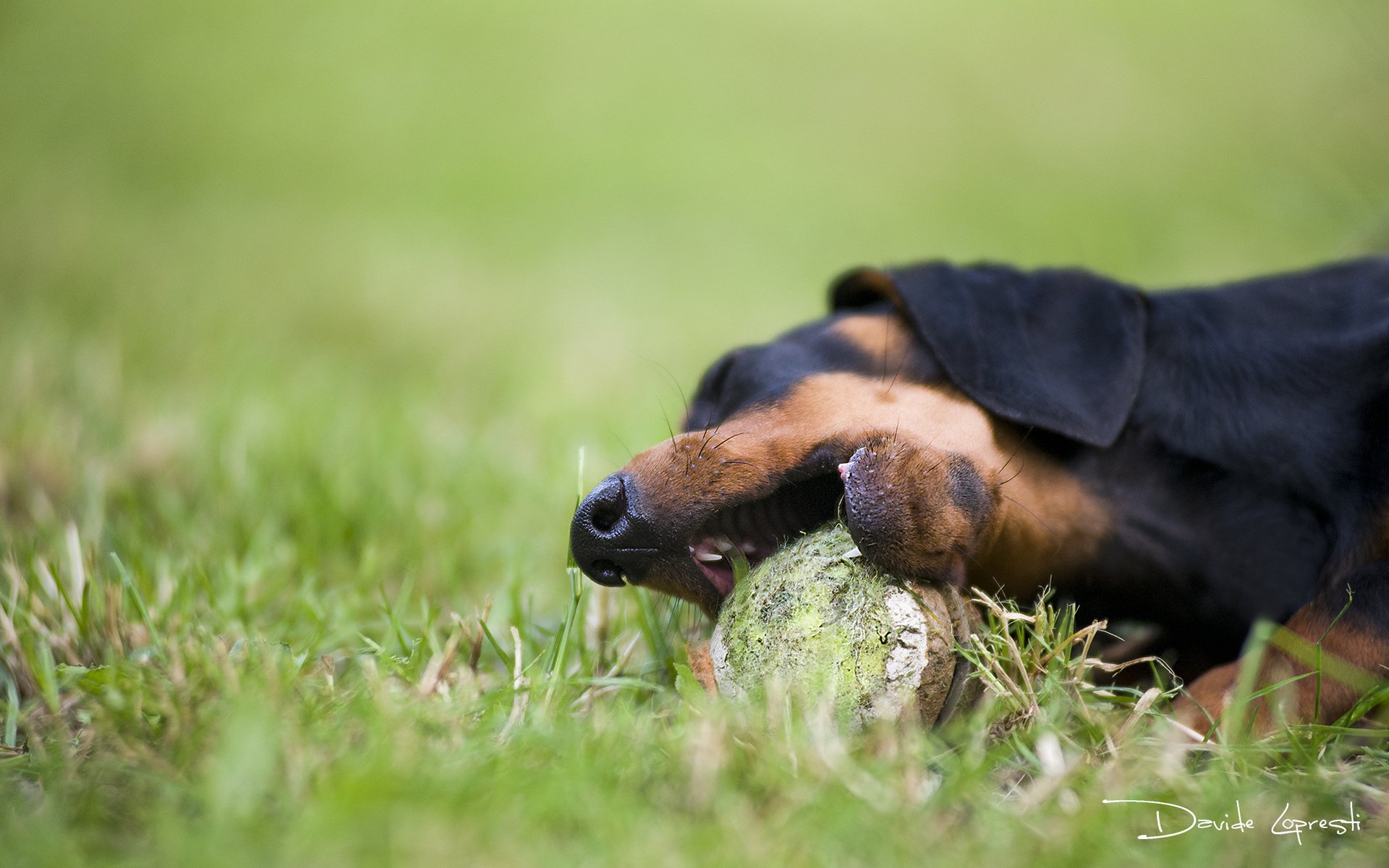 Обои трава, собака, такса, мячик, davide lopresti, grass, dog, dachshund, the ball разрешение 2000x1270 Загрузить