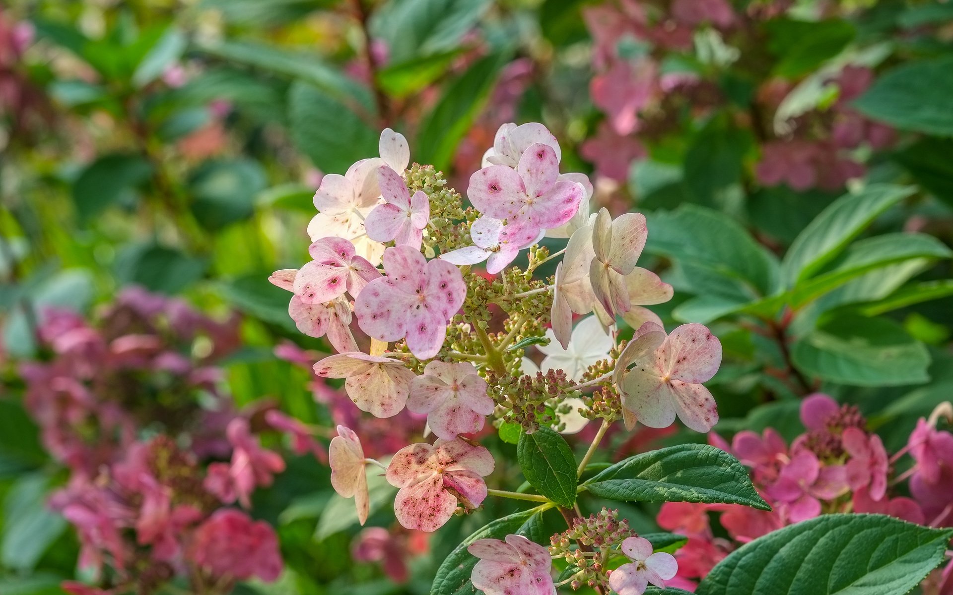 Обои цветы, листья, соцветия, гортензия, flowers, leaves, inflorescence, hydrangea разрешение 4896x2760 Загрузить