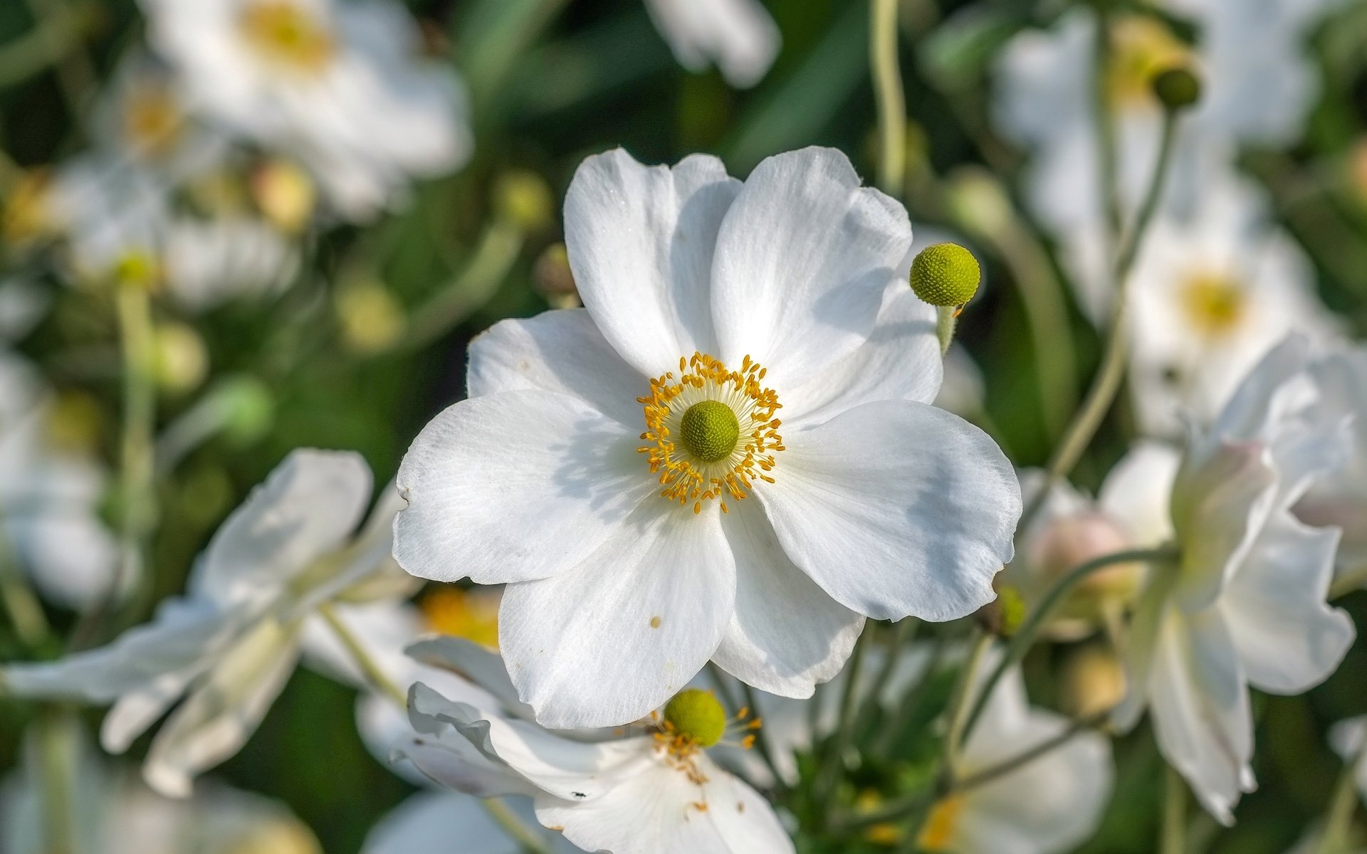 Обои цветы, макро, лепестки, белые, анемоны, ветреница, flowers, macro, petals, white, anemones, anemone разрешение 4006x2482 Загрузить