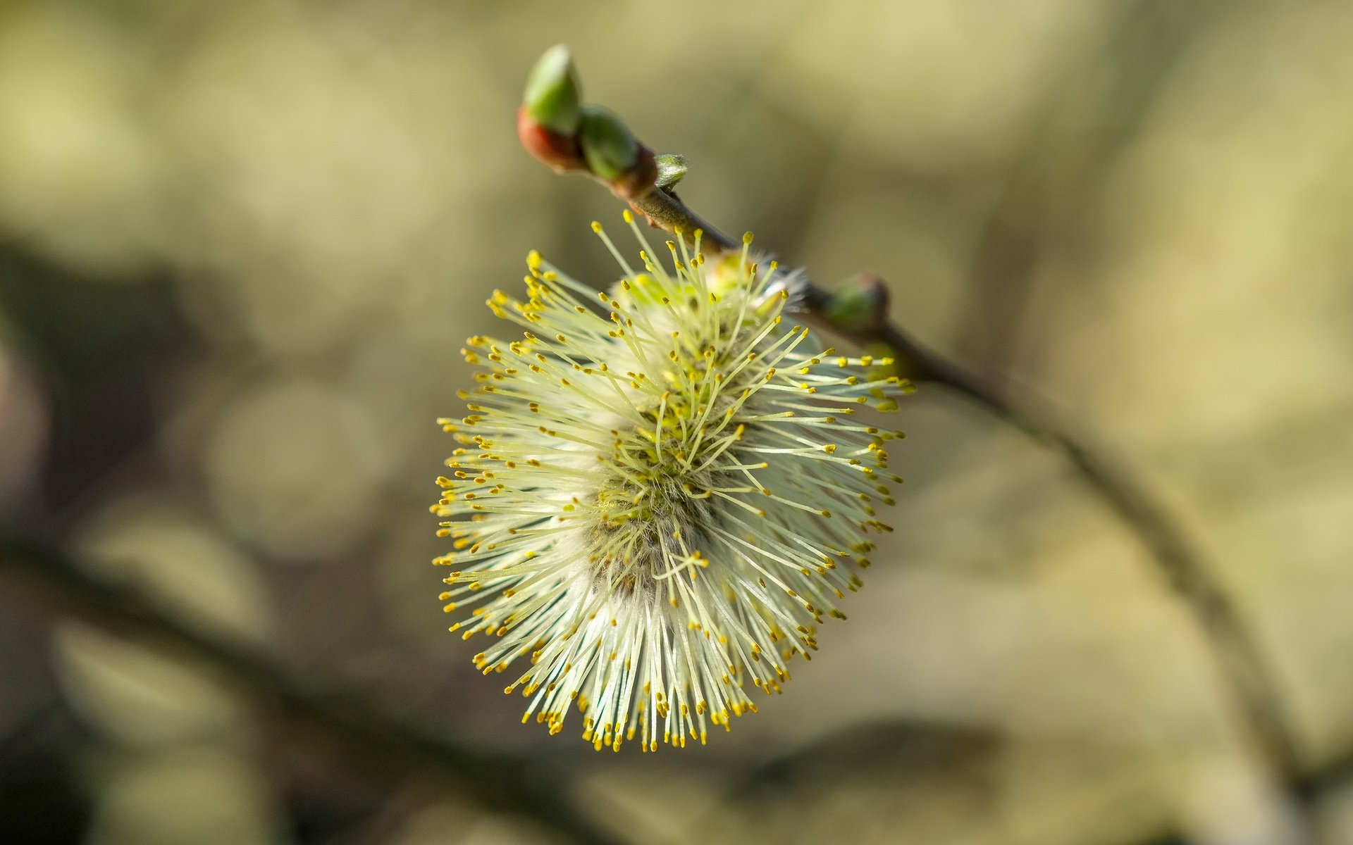 Обои ветка, природа, фон, размытость, весна, верба, branch, nature, background, blur, spring, verba разрешение 4896x2760 Загрузить