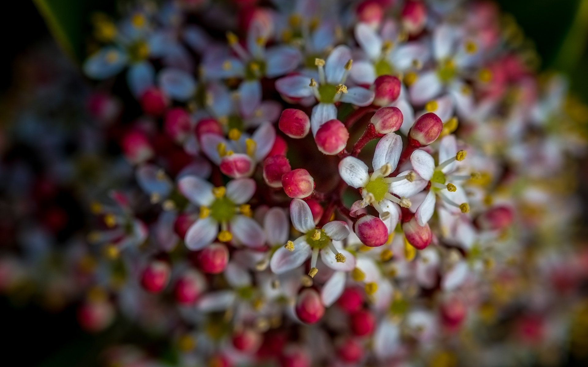 Обои цветы, природа, цветение, фон, весна, flowers, nature, flowering, background, spring разрешение 4896x2760 Загрузить