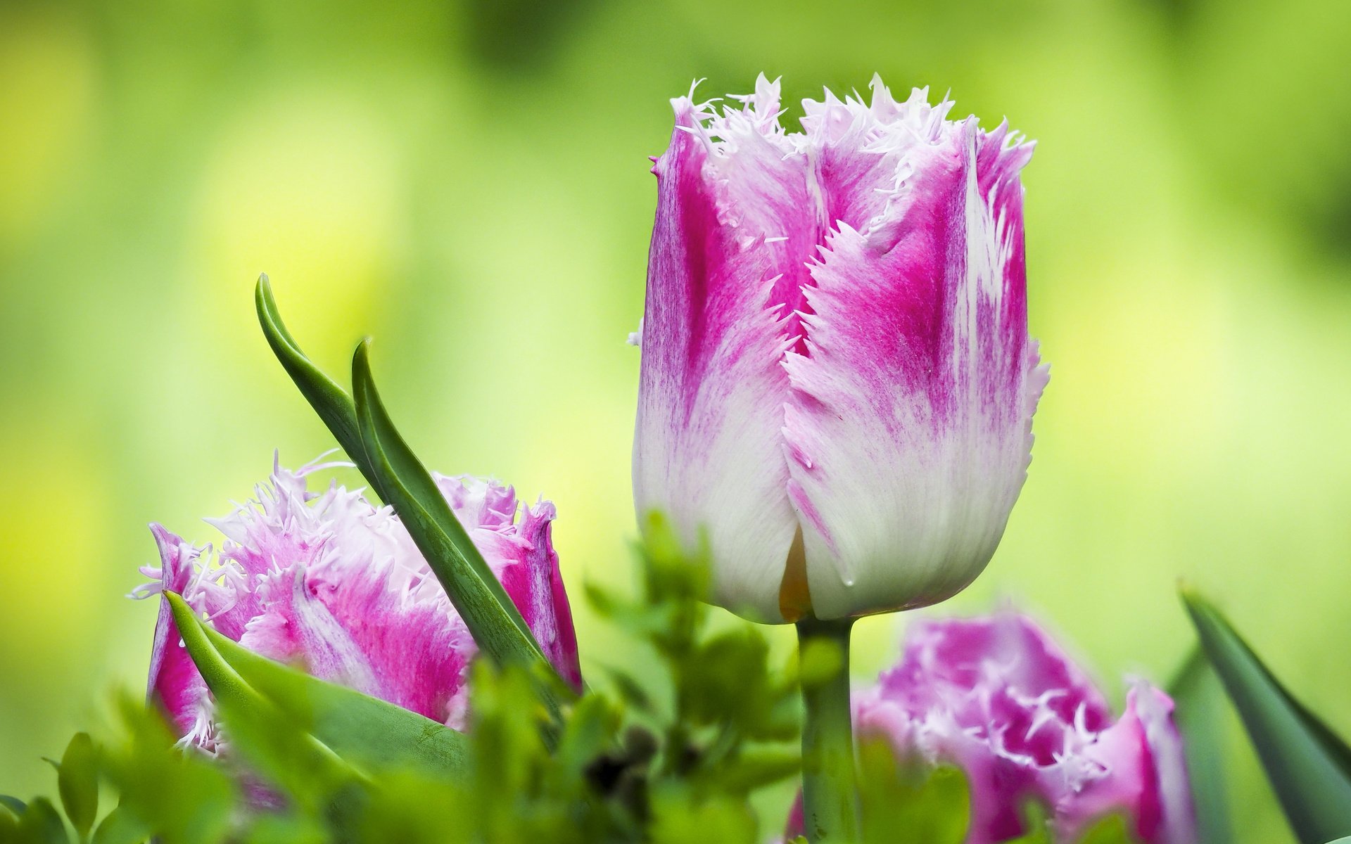 Обои цветы, листья, макро, весна, тюльпаны, flowers, leaves, macro, spring, tulips разрешение 4166x3032 Загрузить