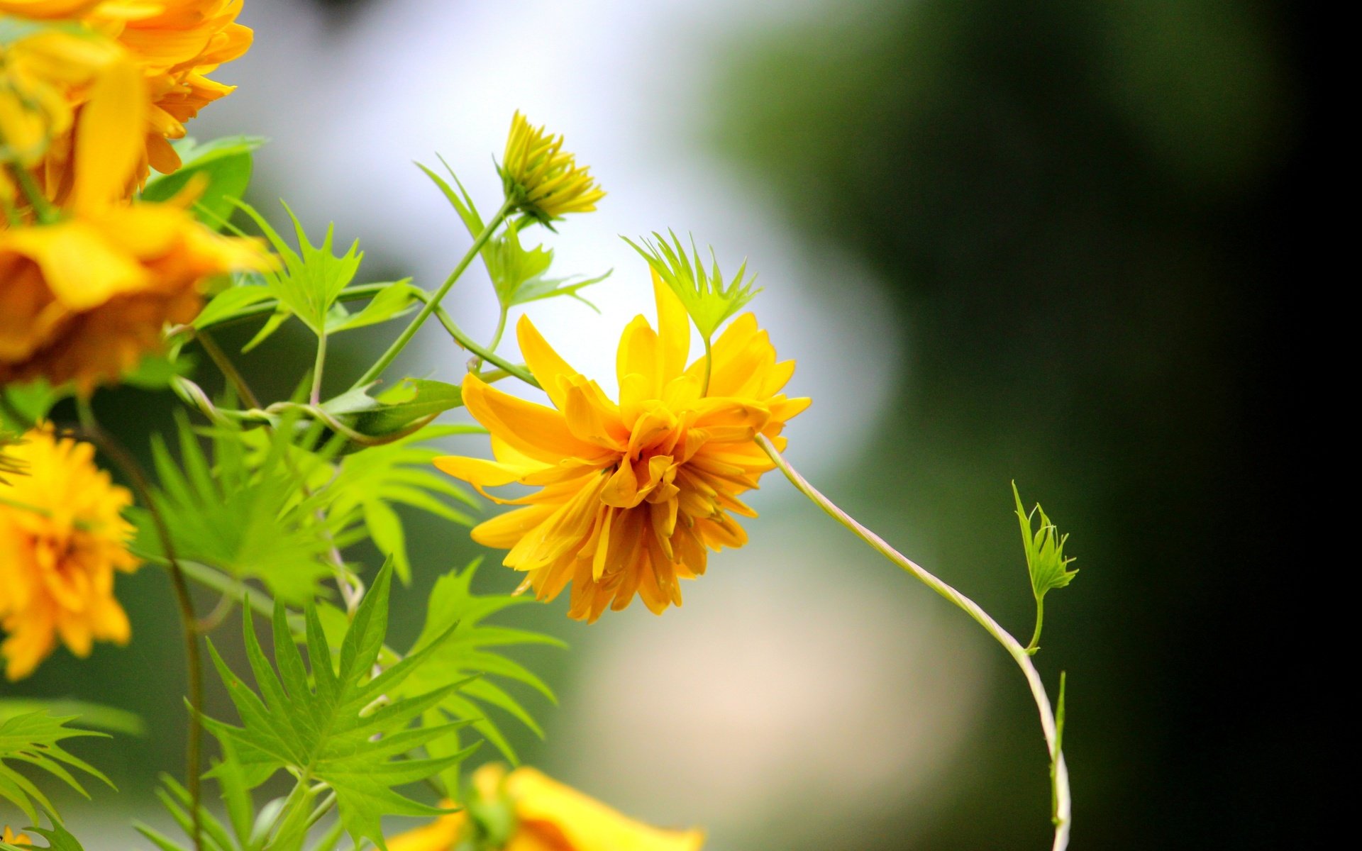 Обои цветы, макро, желтые, рудбекия, золотые шары, flowers, macro, yellow, rudbeckia, golden balls разрешение 5120x3413 Загрузить