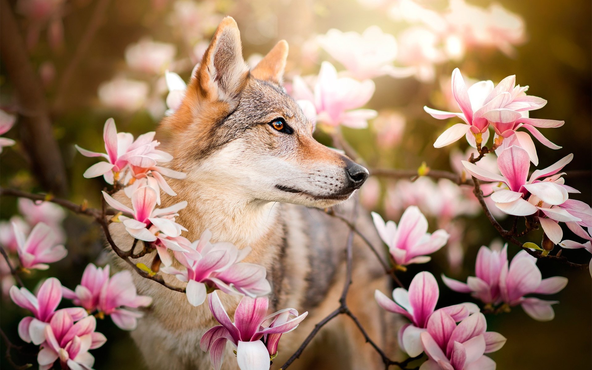 Обои цветы, ветки, собака, весна, магнолия, dackelpuppy, чехословацкая волчья, чехословацкий влчак, chinua, flowers, branches, dog, spring, magnolia, czechoslovakian wolf, czechoslovakian, wolfdog разрешение 2048x1322 Загрузить