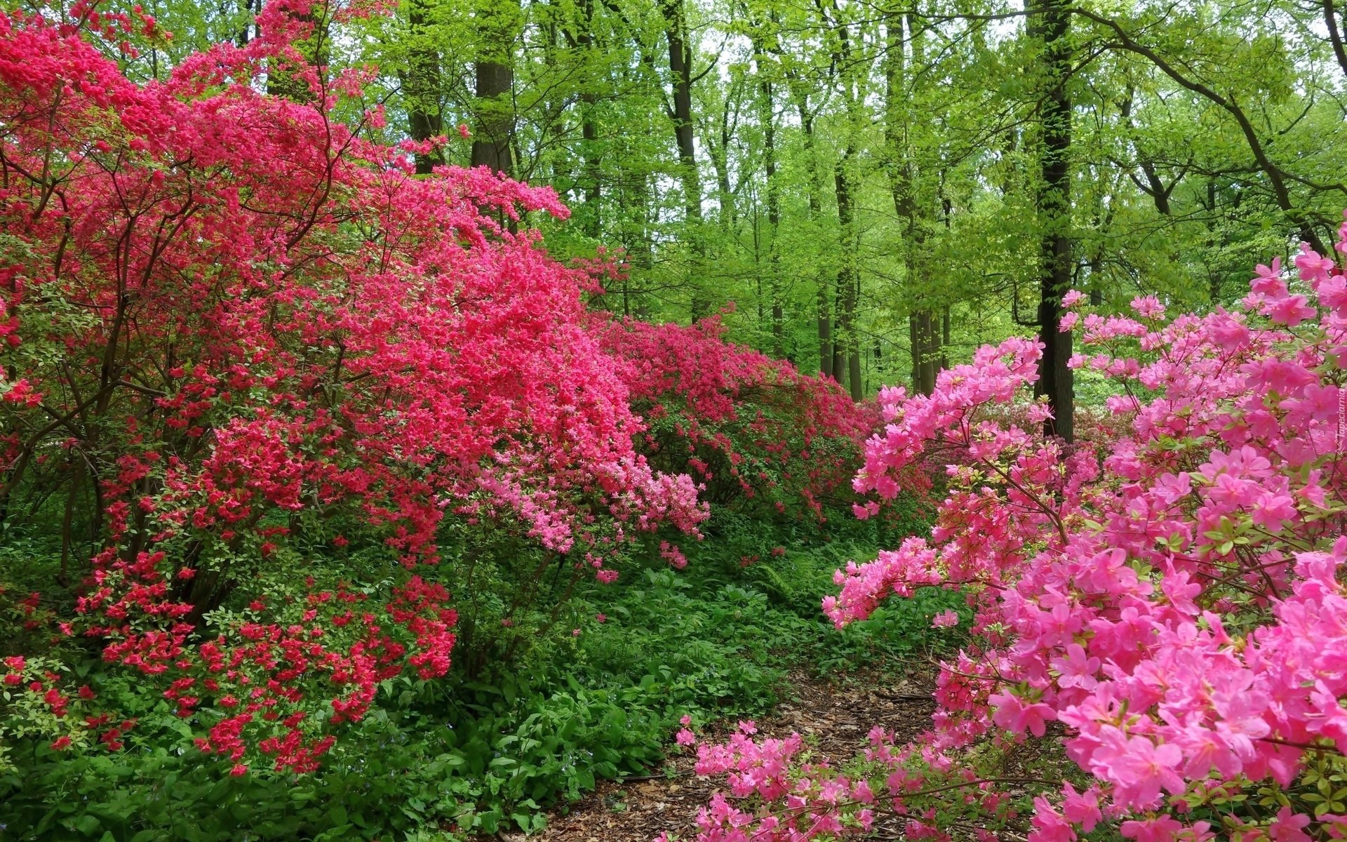 Обои деревья, цветение, лес, швейцария, тропинка, весна, trees, flowering, forest, switzerland, path, spring разрешение 2880x1920 Загрузить