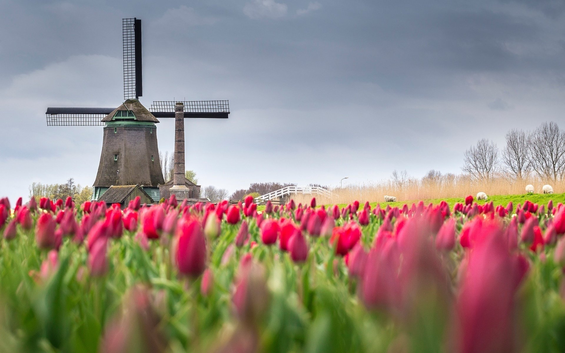 Обои цветы, поле, мельница, весна, тюльпаны, нидерланды, flowers, field, mill, spring, tulips, netherlands разрешение 2048x1366 Загрузить