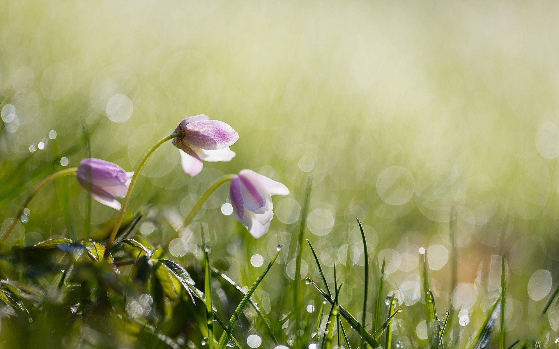 Обои цветы, anita toft, трава, вода, природа, роса, капли, весна, боке, flowers, grass, water, nature, rosa, drops, spring, bokeh разрешение 2048x1365 Загрузить