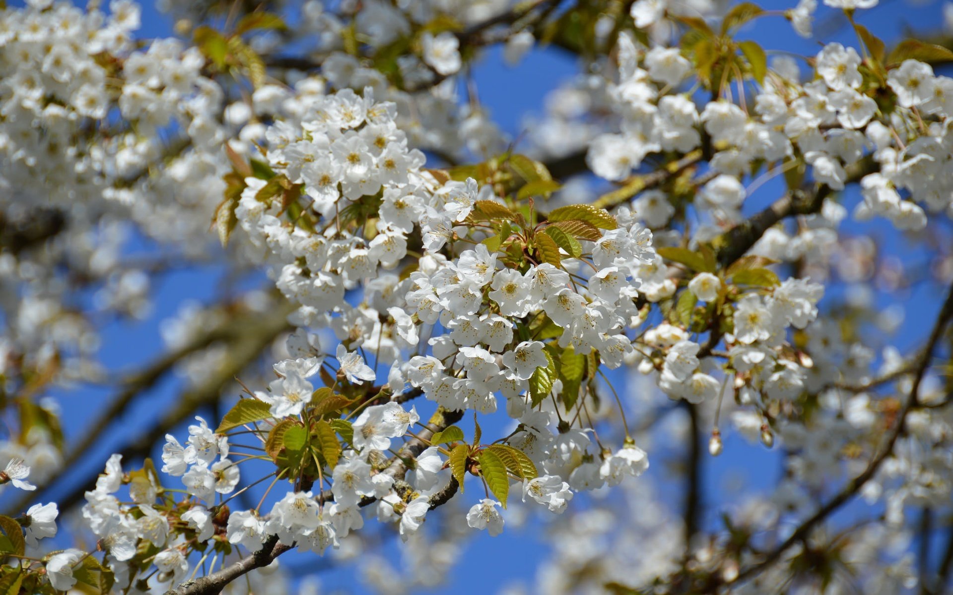 Обои небо, дерево, цветение, ветки, весна, вишня, the sky, tree, flowering, branches, spring, cherry разрешение 2048x1362 Загрузить