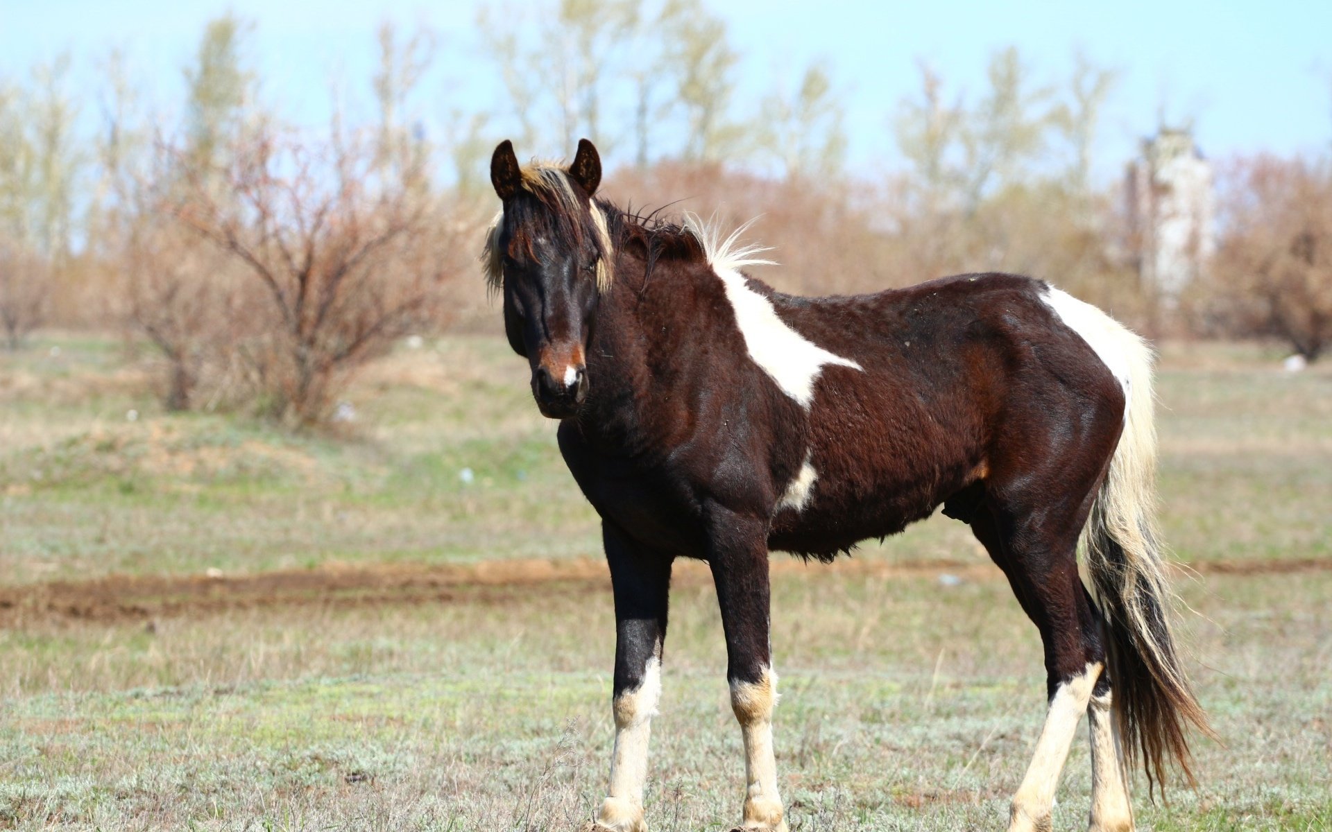 Обои лошадь, взгляд, конь, грива, степь, хвост, horse, look, mane, the steppe, tail разрешение 1920x1280 Загрузить