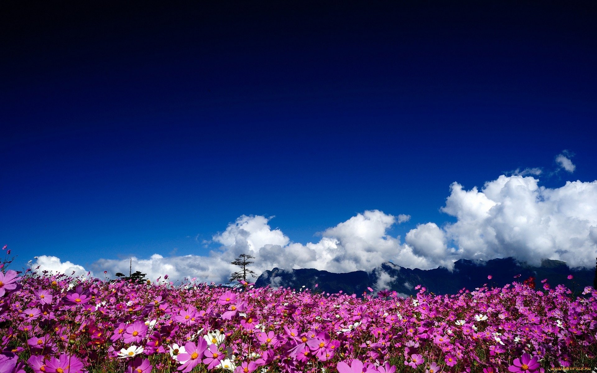 Обои небо, цветы, облака, природа, пейзаж, поле, космея, the sky, flowers, clouds, nature, landscape, field, kosmeya разрешение 2560x1600 Загрузить