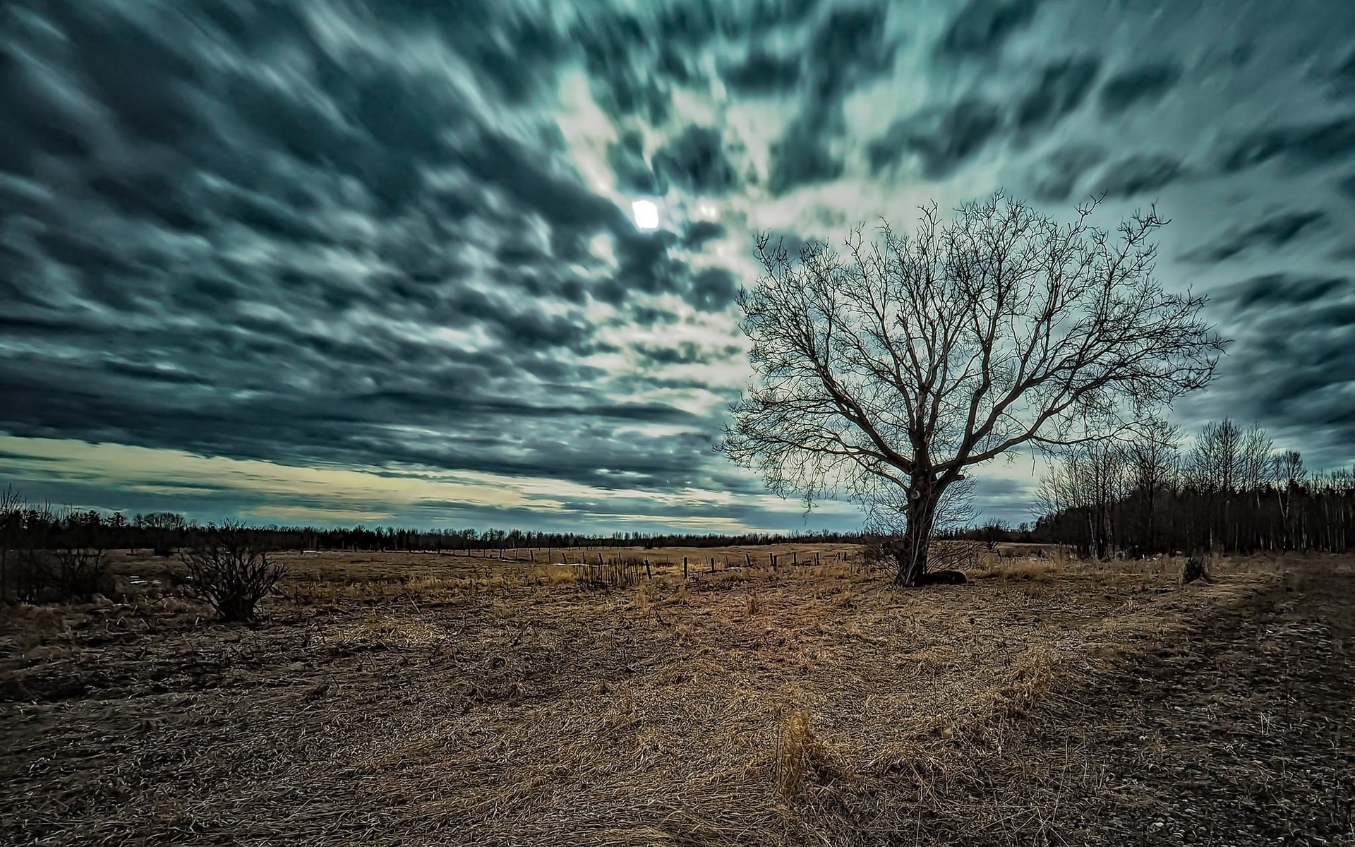 Обои небо, природа, дерево, фон, поле, the sky, nature, tree, background, field разрешение 2048x1304 Загрузить