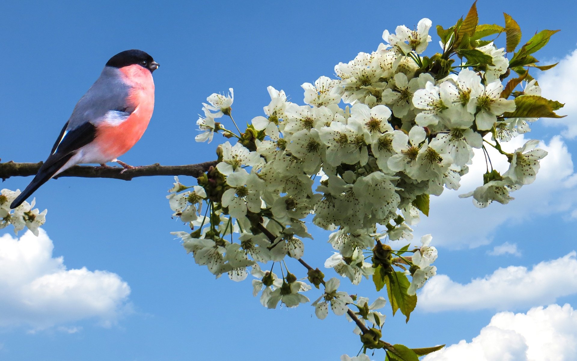 Обои небо, ветка, цвет, птица, весна, яблоня, снегирь, the sky, branch, color, bird, spring, apple, bullfinch разрешение 3373x2405 Загрузить