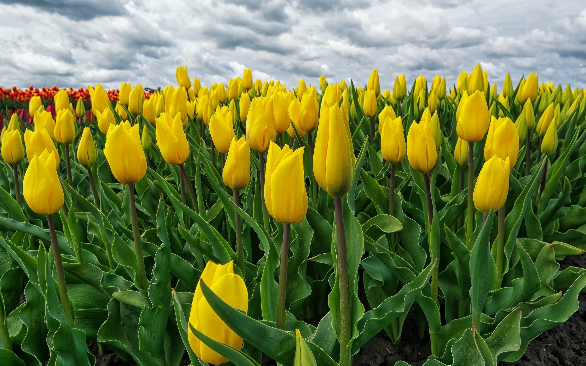 Обои цветение, поле, весна, тюльпаны, желтые, нидерланды, голландия, flowering, field, spring, tulips, yellow, netherlands, holland разрешение 2048x1365 Загрузить