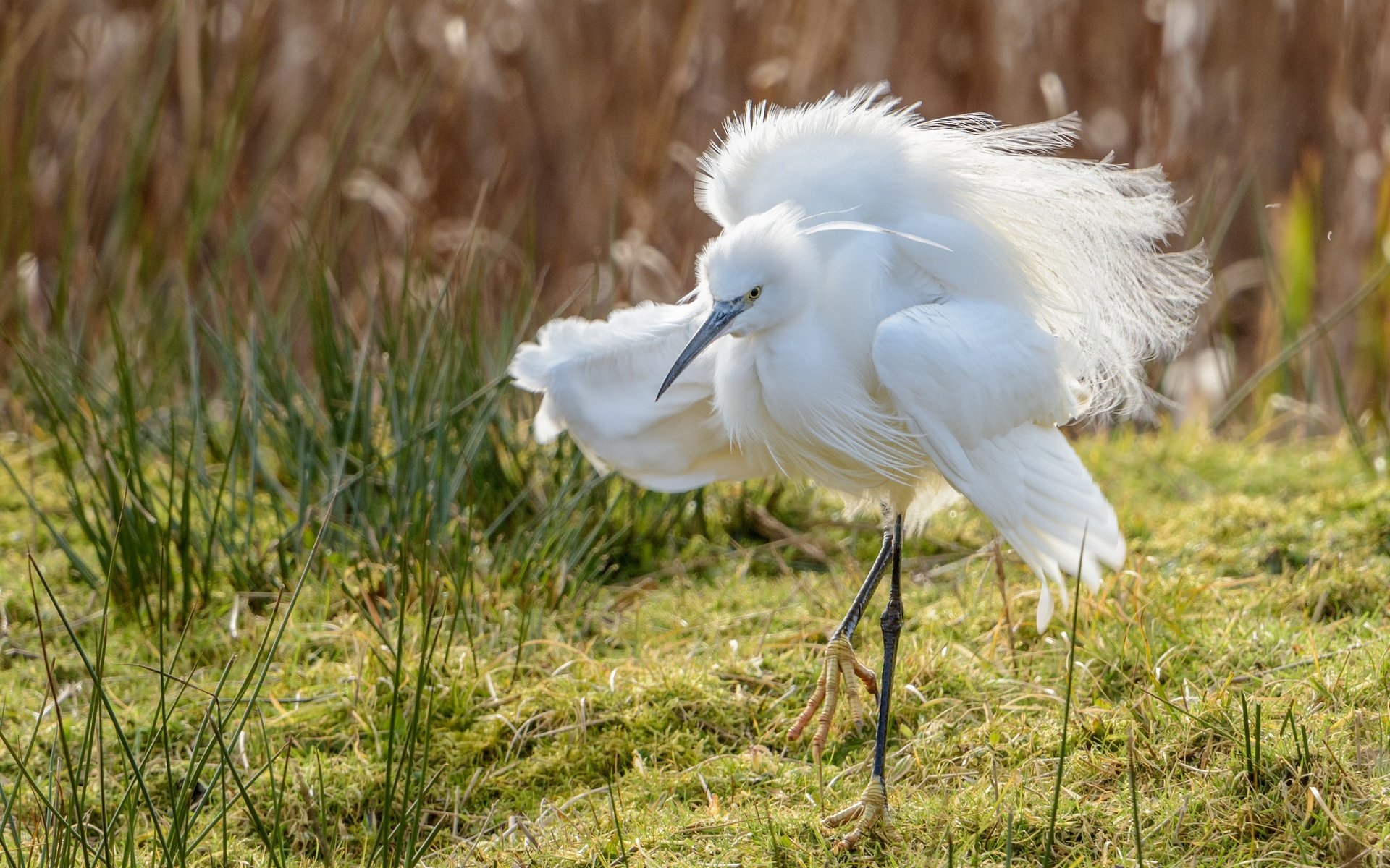 Обои природа, фон, крылья, птица, клюв, перья, цапля, белая цапля, nature, background, wings, bird, beak, feathers, heron, white egret разрешение 2048x1367 Загрузить