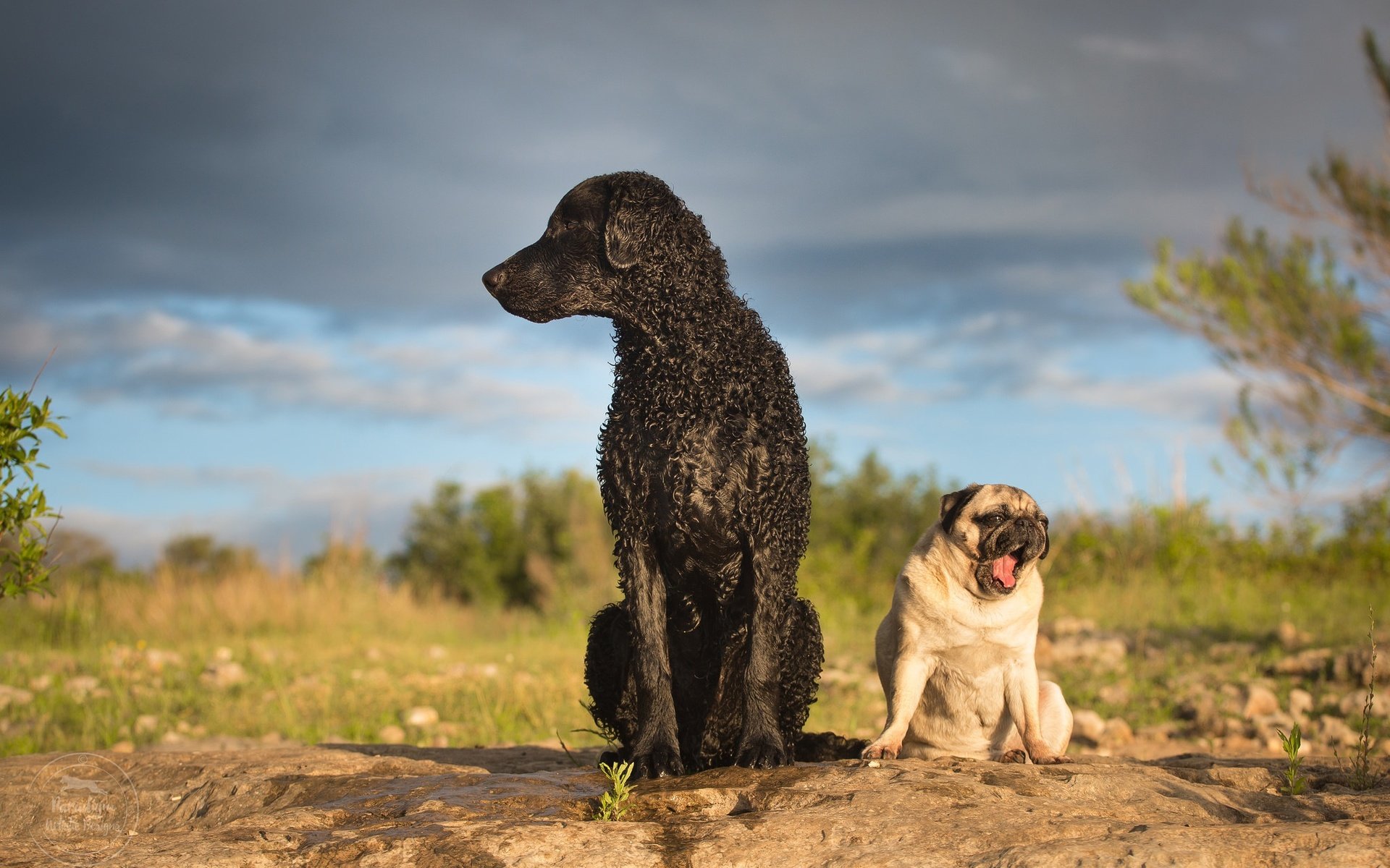 Обои собаки, мопс, ретривер, кёрли, курчавошёрстный ретривер, dogs, pug, retriever, curly, curtiosity retriever разрешение 2048x1365 Загрузить