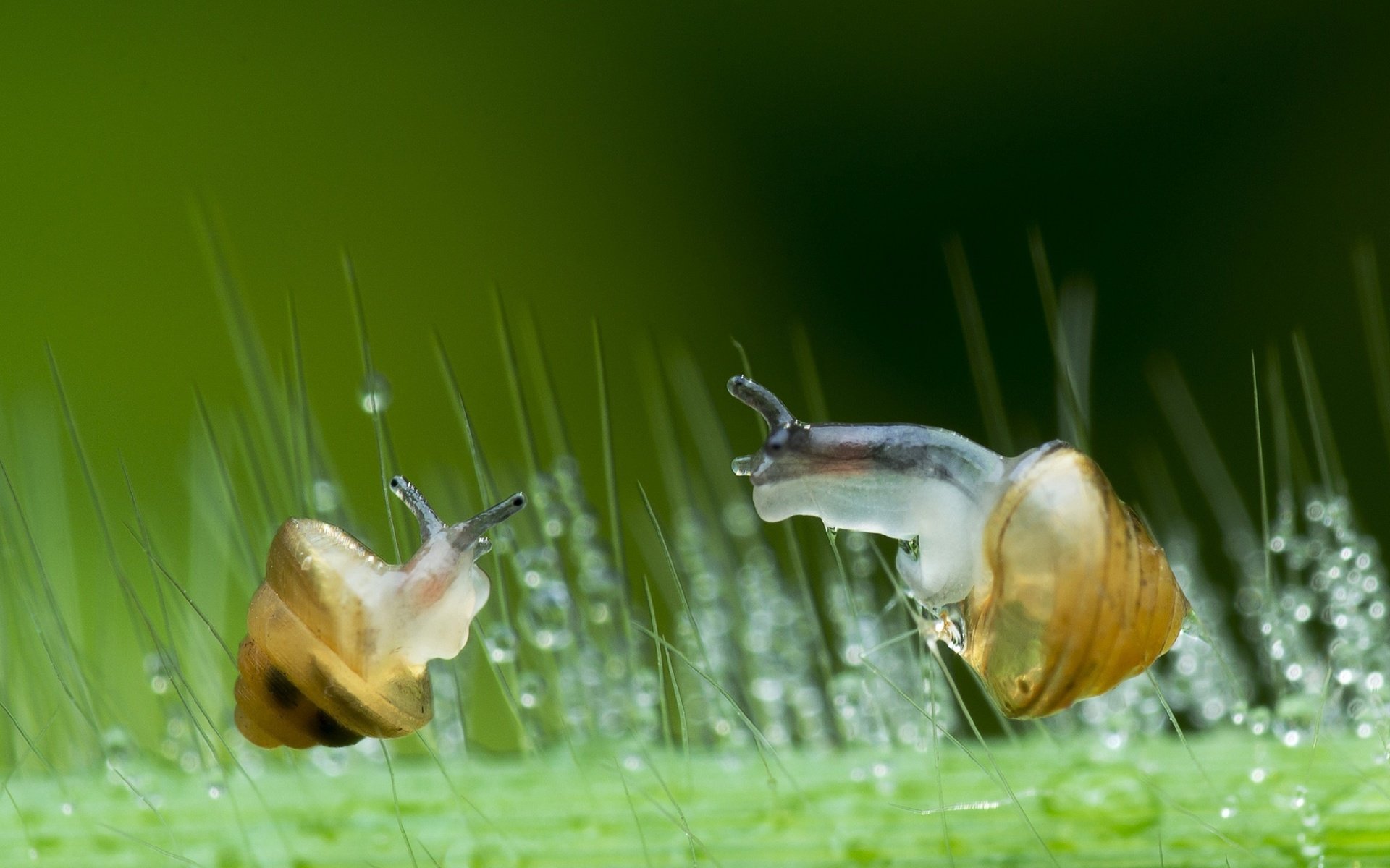 Обои зелень, макро, капли, стекло, улитки, lim choo how, greens, macro, drops, glass, snails разрешение 2972x1800 Загрузить