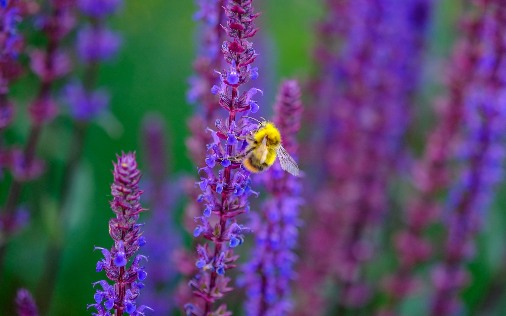 Обои цветы, насекомое, пчела, шалфей, jazzmatica, flowers, insect, bee, sage разрешение 4896x2760 Загрузить