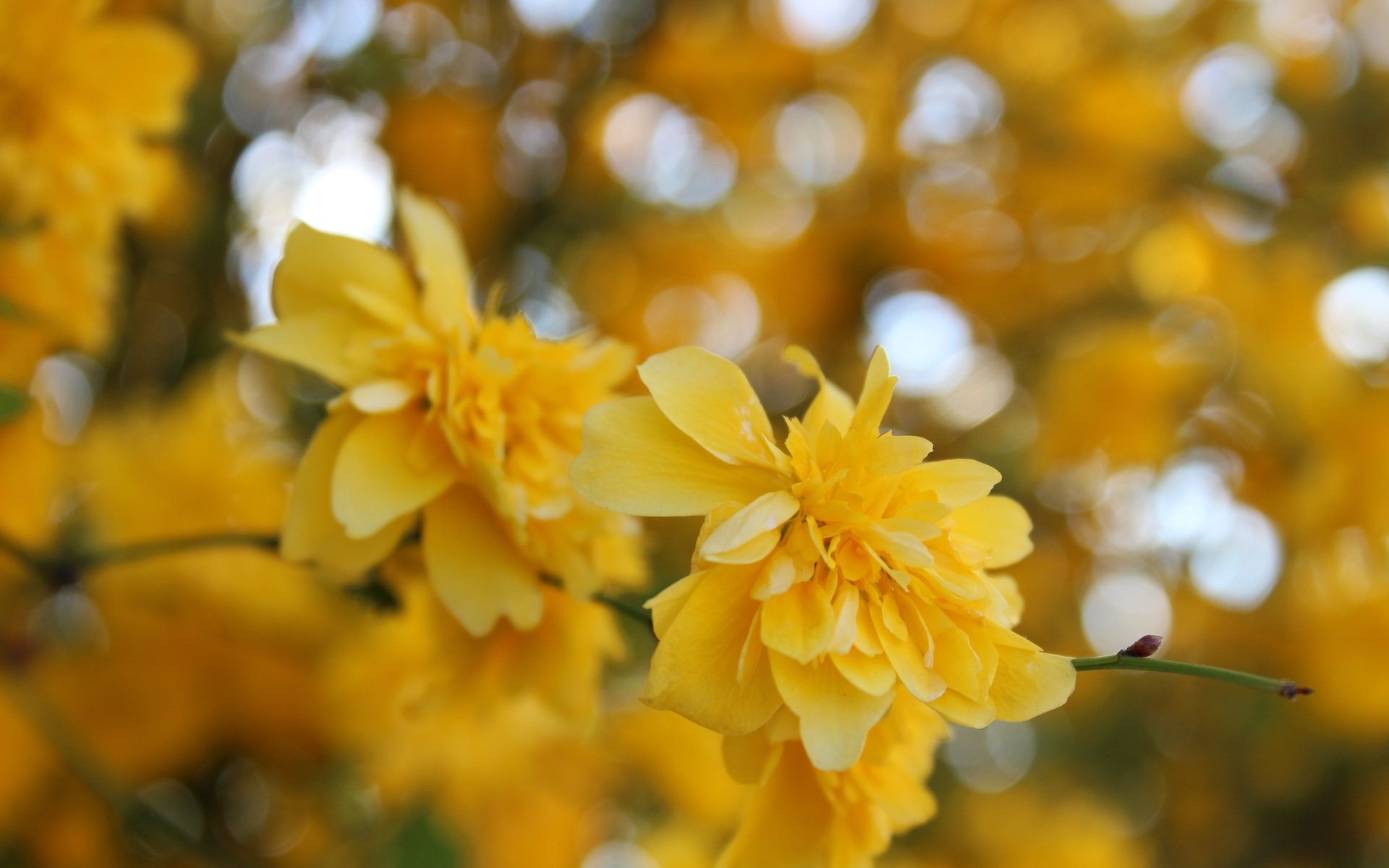 Обои цветы, желтый, макро, весна, куст, жёлтая, керрия, flowers, yellow, macro, spring, bush, kerry разрешение 5184x3456 Загрузить