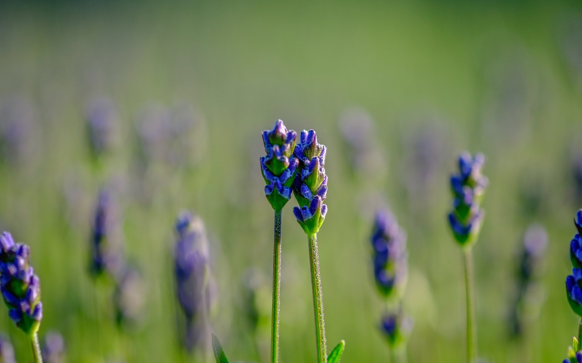 Обои цветы, природа, фон, поле, лаванда, размытость, jazzmatica, flowers, nature, background, field, lavender, blur разрешение 4896x2760 Загрузить