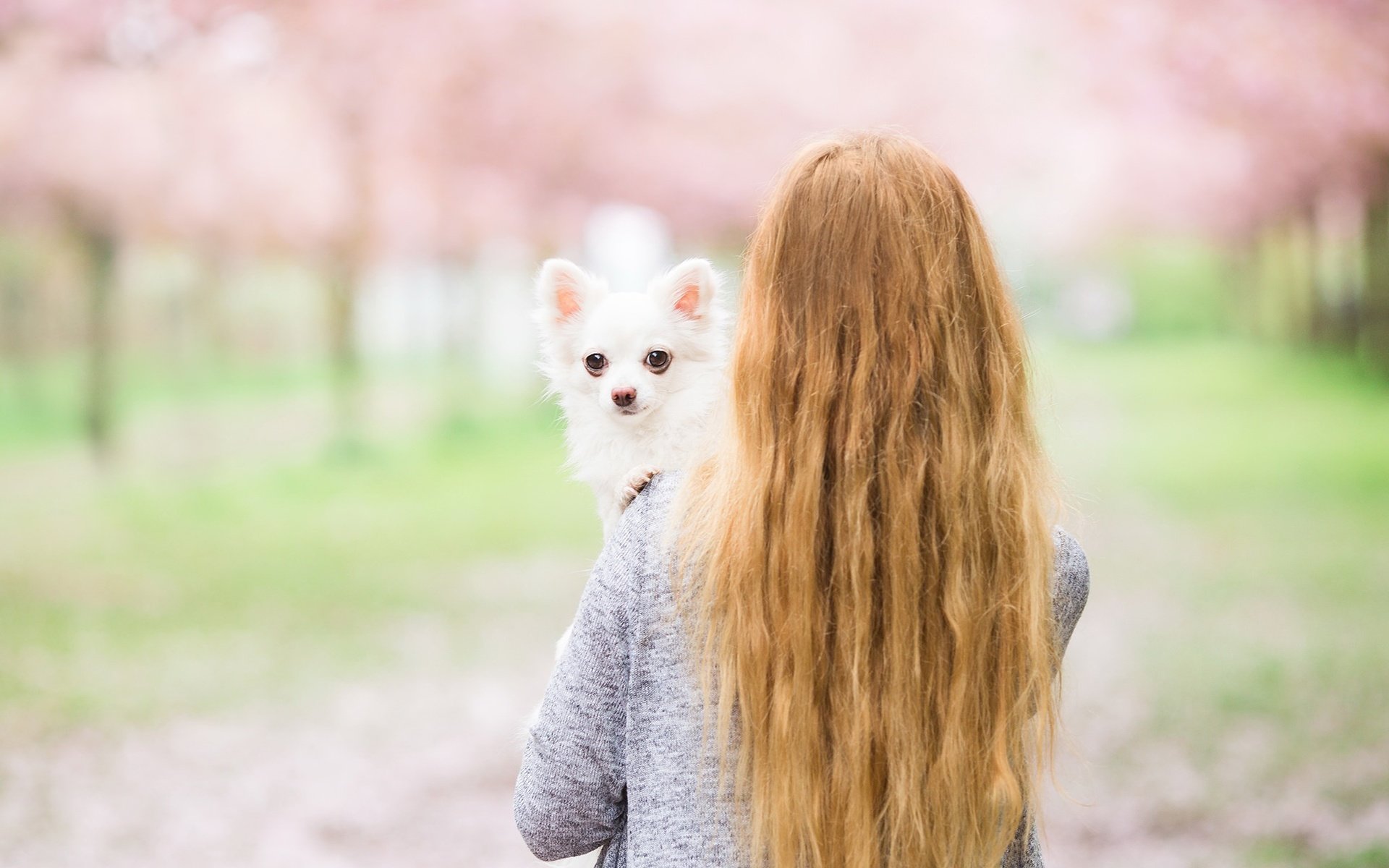 Обои девушка, собака, спина, волосы, друг, чихуахуа, girl, dog, back, hair, each, chihuahua разрешение 2048x1305 Загрузить