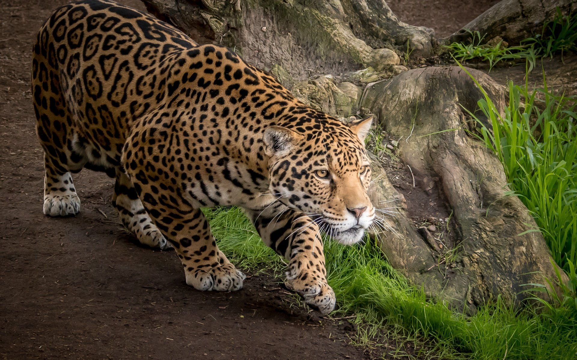 Обои хищник, ягуар, дикая кошка, predator, jaguar, wild cat разрешение 3000x2000 Загрузить