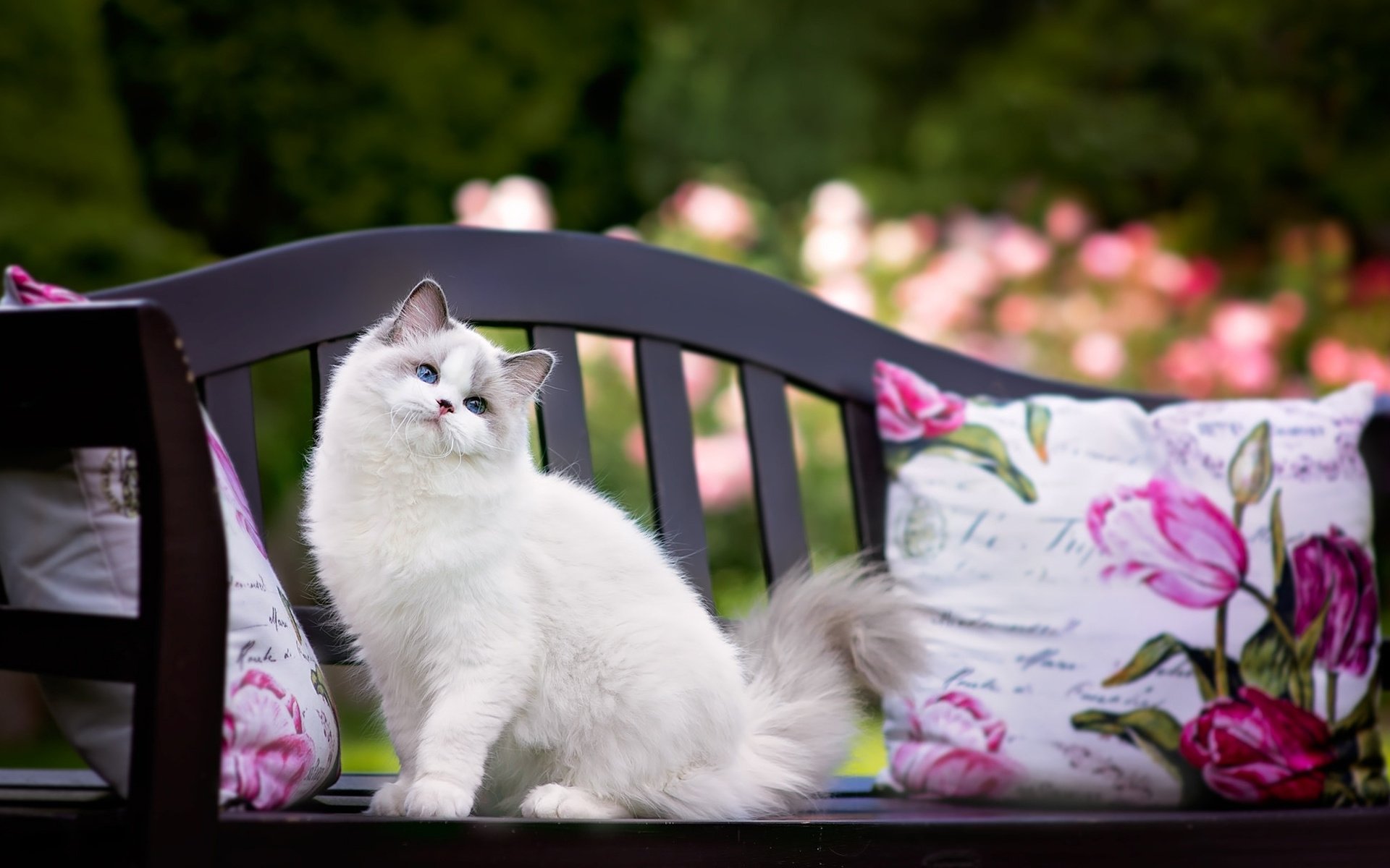 природа животные кот скамейка лавка nature animals cat bench shop загрузить