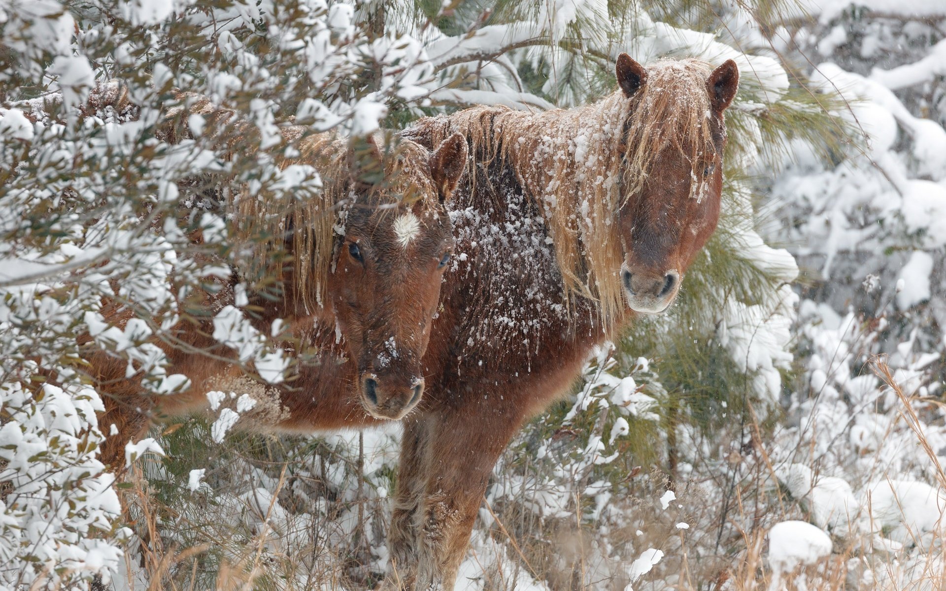 Обои снег, зима, лошади, кони, snow, winter, horse, horses разрешение 2048x1546 Загрузить