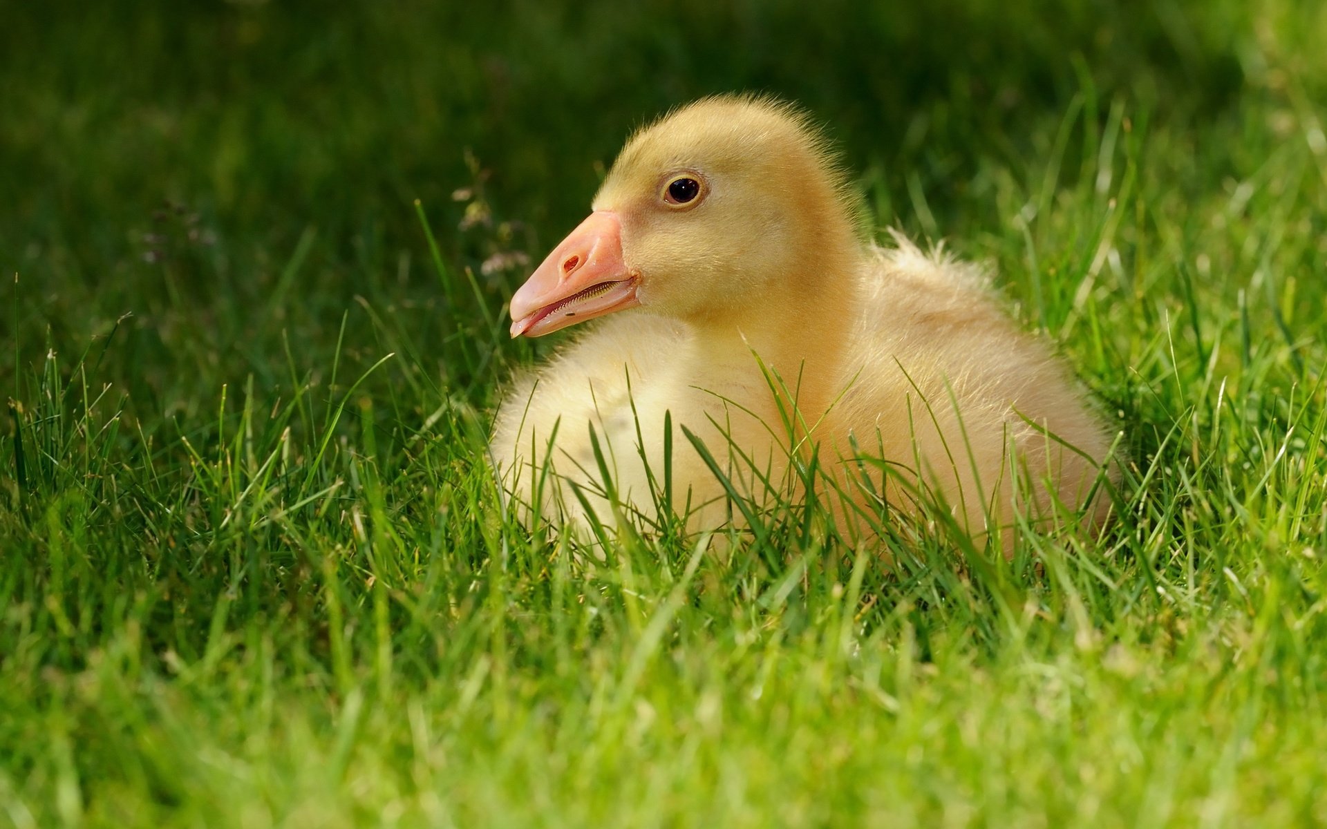 Обои трава, гусенок, птенец, природа, лето, птица, малыш, язык, гусь, grass, gosling, chick, nature, summer, bird, baby, language, goose разрешение 3337x1877 Загрузить