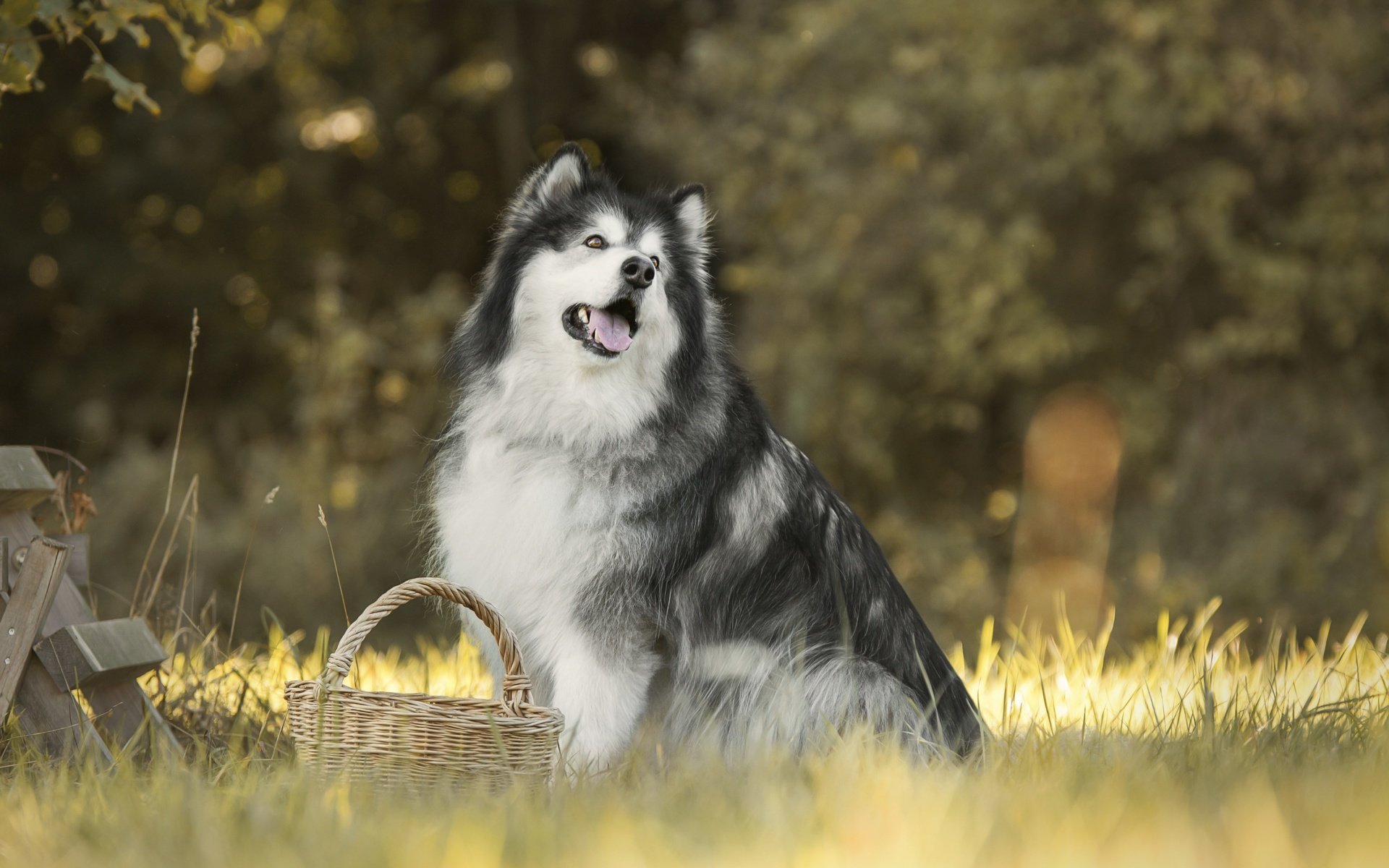 Обои трава, собака, корзинка, боке, маламут, аляскинский маламут, grass, dog, basket, bokeh, malamute, alaskan malamute разрешение 6000x4000 Загрузить