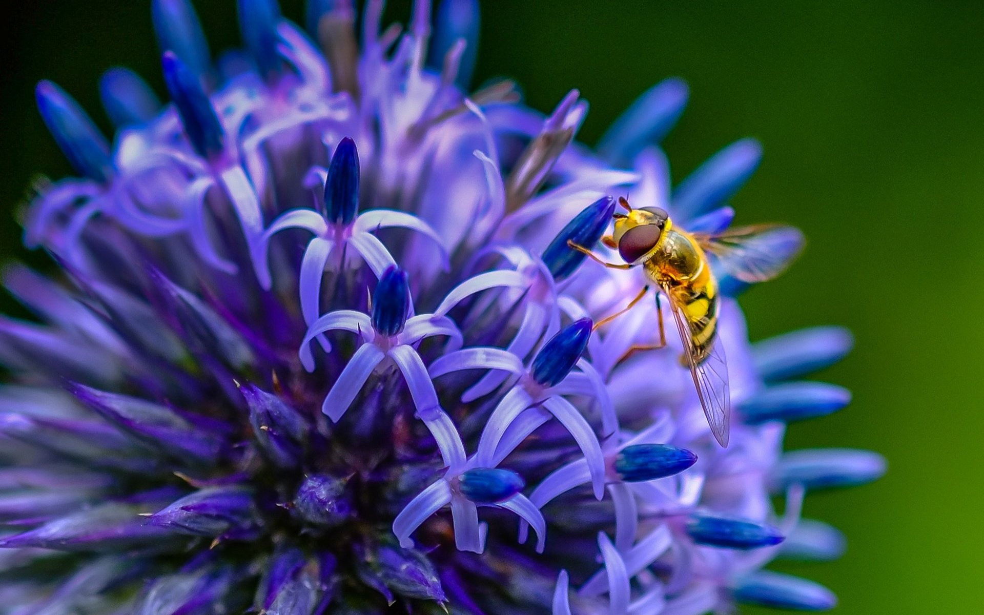 Обои насекомое, цветок, пчела, insect, flower, bee разрешение 1938x1276 Загрузить