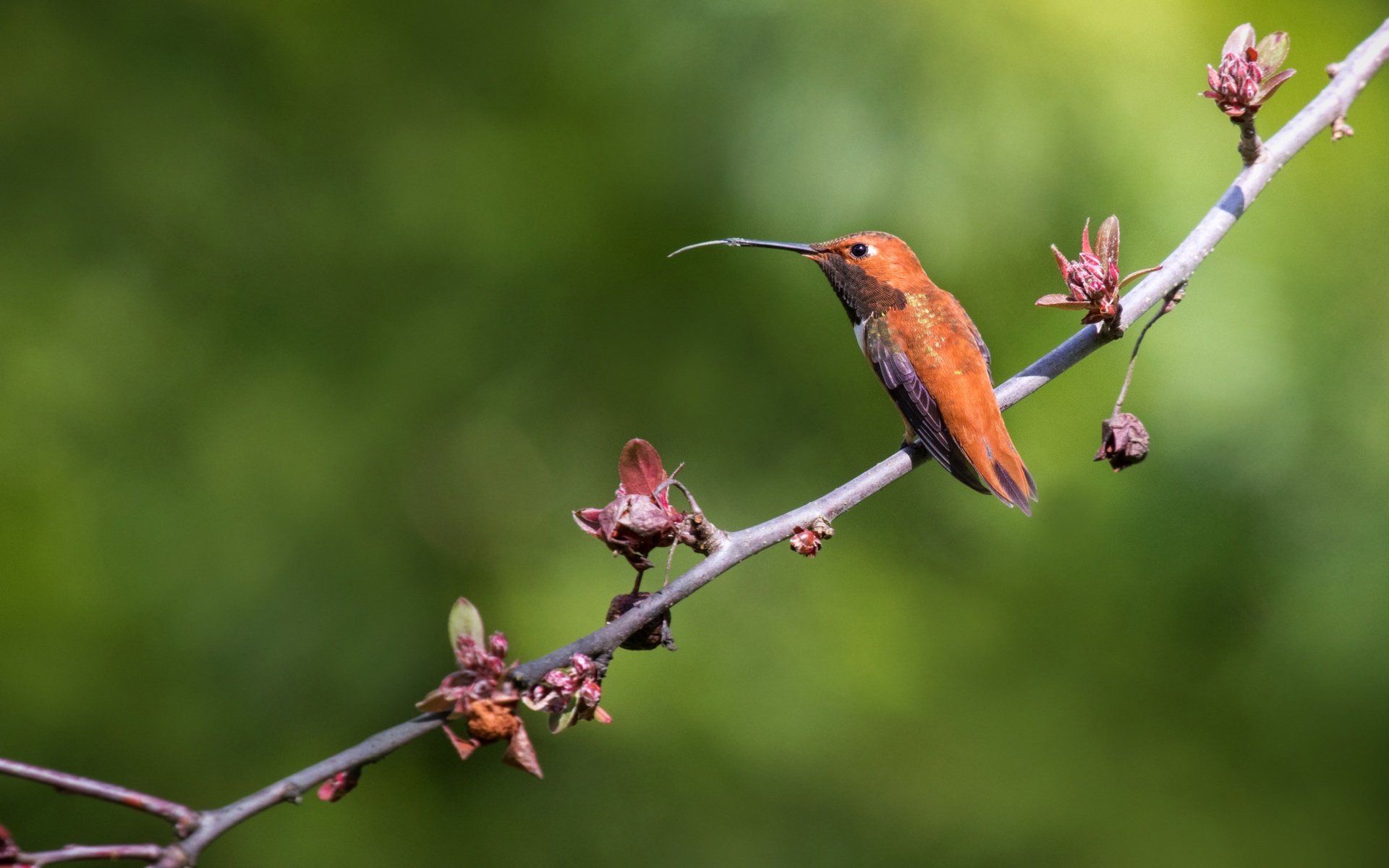 Обои ветка, природа, фон, птица, клюв, перья, колибри, branch, nature, background, bird, beak, feathers, hummingbird разрешение 3765x2510 Загрузить