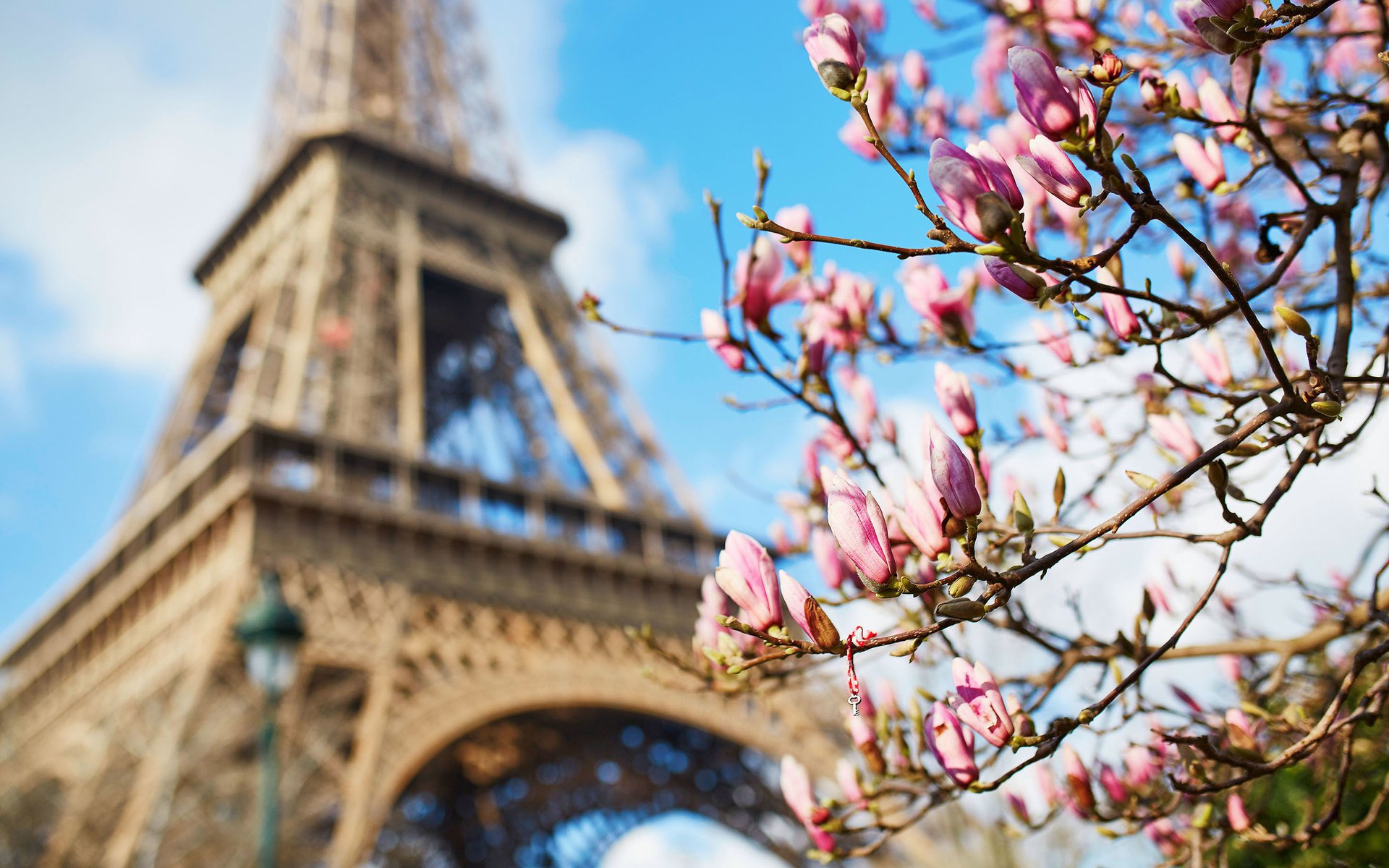 Обои париж, весна, франция, эйфелева башня, магнолия, paris, spring, france, eiffel tower, magnolia разрешение 2880x1800 Загрузить