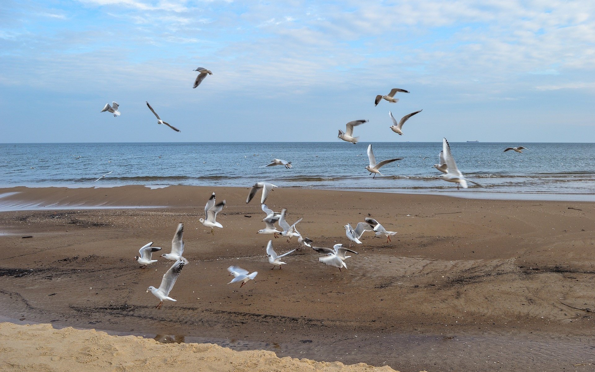 Обои море, полет, пляж, крылья, птицы, чайки, sea, flight, beach, wings, birds, seagulls разрешение 1920x1276 Загрузить