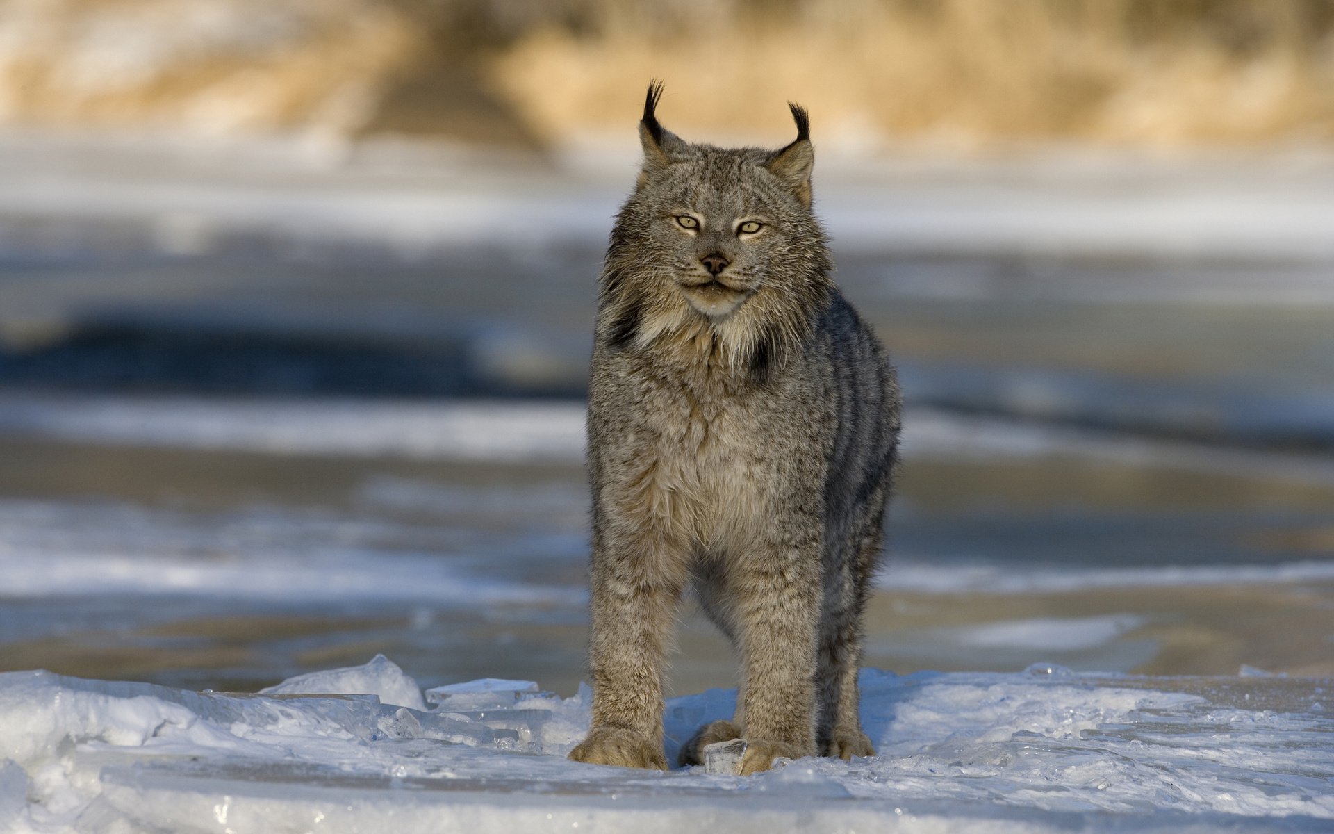 Обои зима, рысь, хищник, большая кошка, канада, winter, lynx, predator, big cat, canada разрешение 2560x1600 Загрузить