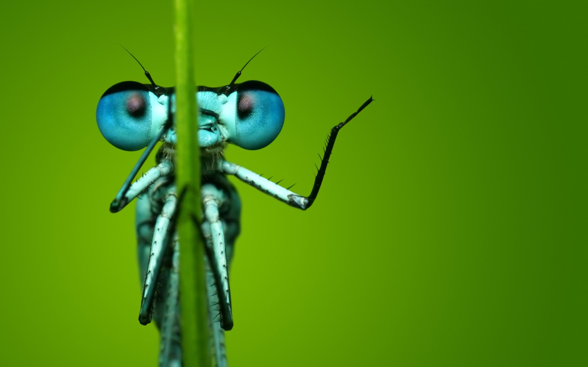 Обои глаза, макро, насекомое, фон, стрекоза, eyes, macro, insect, background, dragonfly разрешение 2560x1600 Загрузить