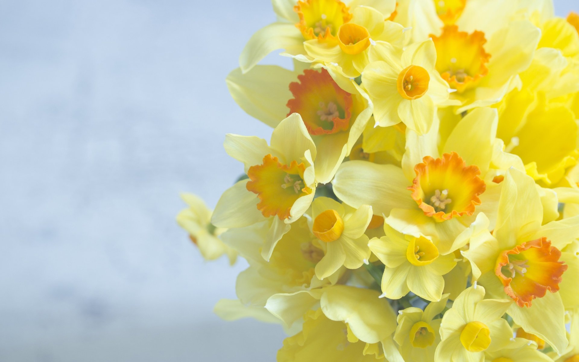 Обои цветы, фон, букет, нарциссы, flowers, background, bouquet, daffodils разрешение 2880x1920 Загрузить