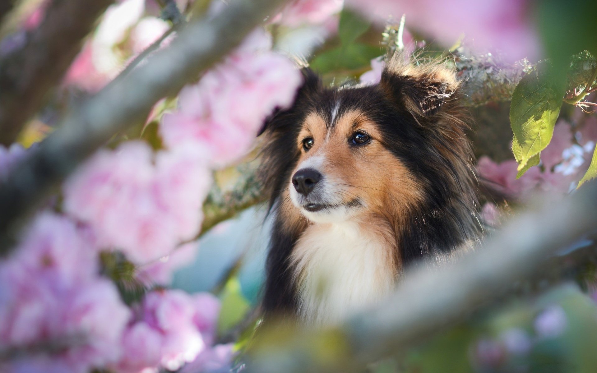 Обои морда, ветки, собака, весна, шелти, шетландская овчарка, face, branches, dog, spring, sheltie, shetland sheepdog разрешение 2048x1365 Загрузить