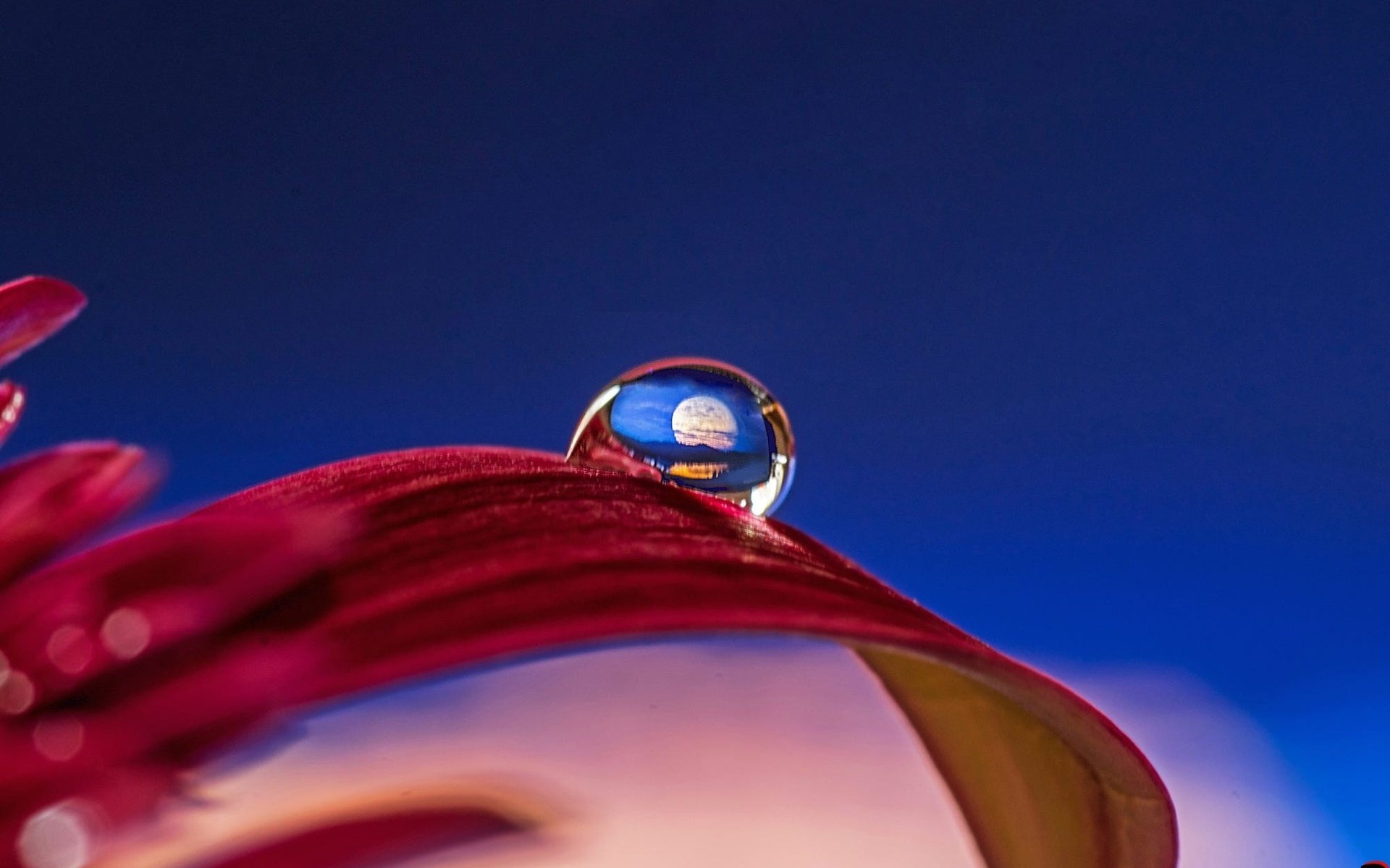 Обои вода, макро, цветок, капля, лепестки, гербера, abdularhman adi, water, macro, flower, drop, petals, gerbera разрешение 2000x1333 Загрузить