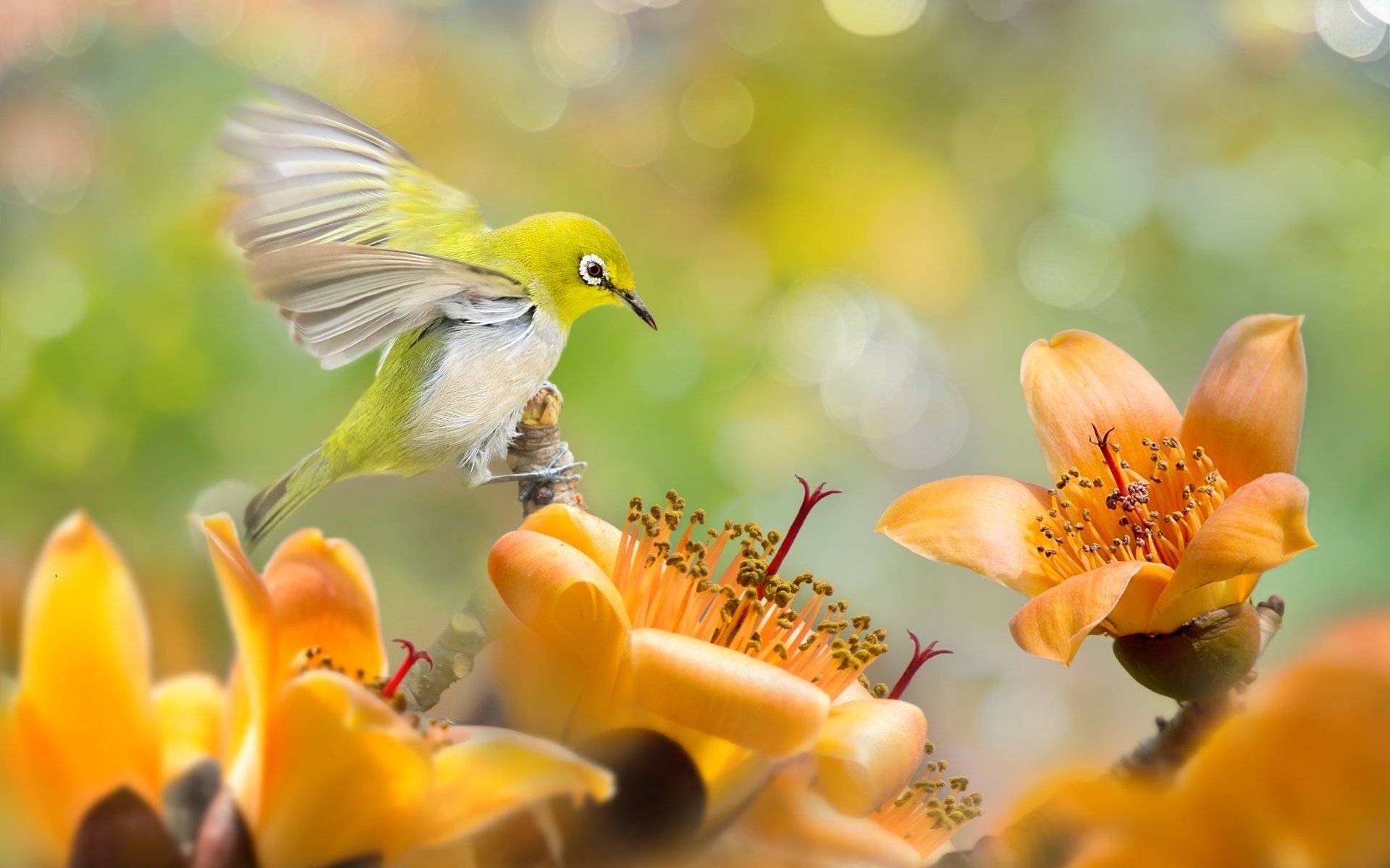 Обои цветы, природа, птица, тропики, белоглазка, silvereye, flowers, nature, bird, tropics, white-eyed разрешение 2048x1365 Загрузить