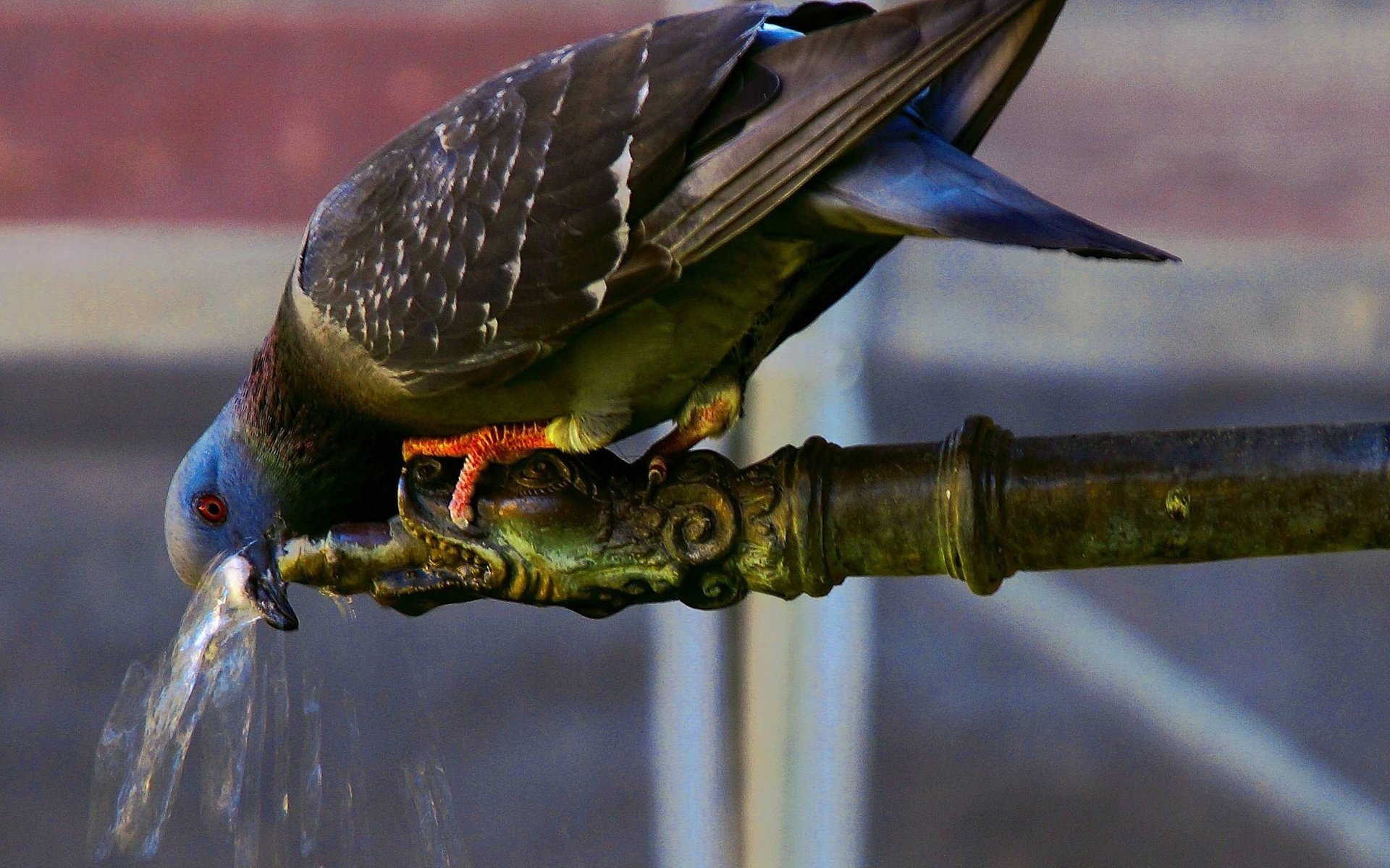 Обои вода, птица, голубь, жажда, кран, труба, пьет, water, bird, dove, thirst, crane, pipe, drinking разрешение 2048x1351 Загрузить