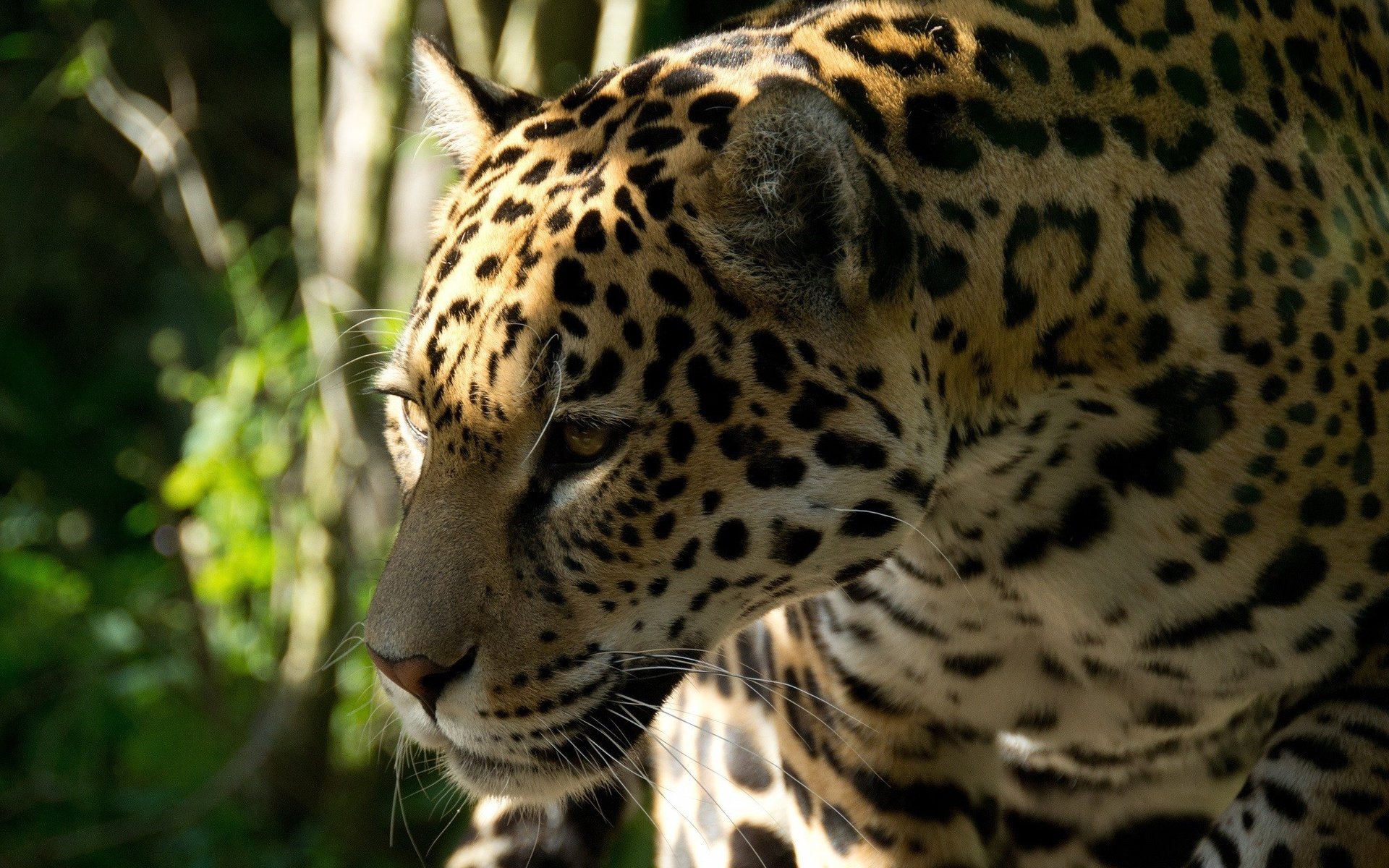 Обои морда, кошка, хищник, профиль, ягуар, face, cat, predator, profile, jaguar разрешение 2048x1365 Загрузить