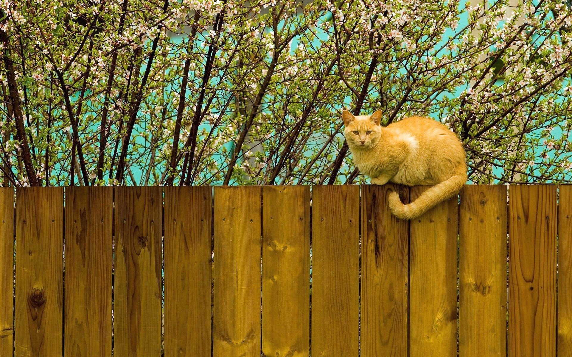 Обои цветение, кот, кошка, забор, весна, рыжий, flowering, cat, the fence, spring, red разрешение 2560x1600 Загрузить