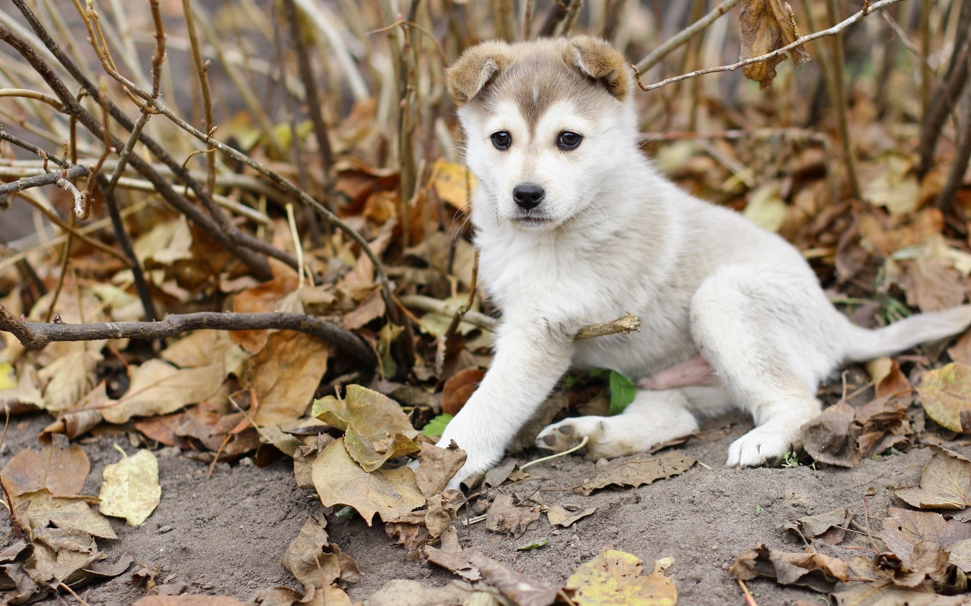 Обои листья, осень, собака, щенок, лайка, leaves, autumn, dog, puppy, laika разрешение 2560x1600 Загрузить