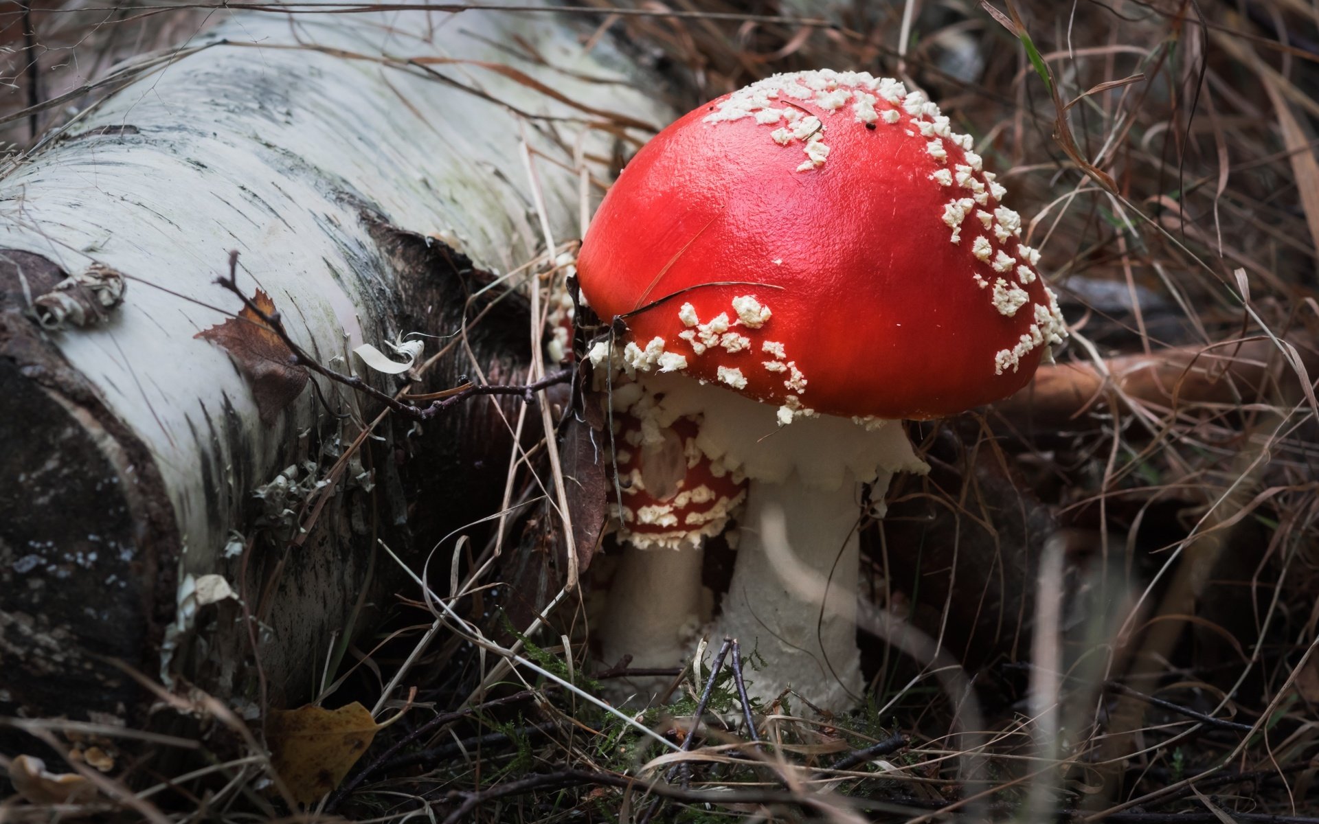 Обои природа, фон, грибы, мухомор, nature, background, mushrooms, mushroom разрешение 1920x1280 Загрузить
