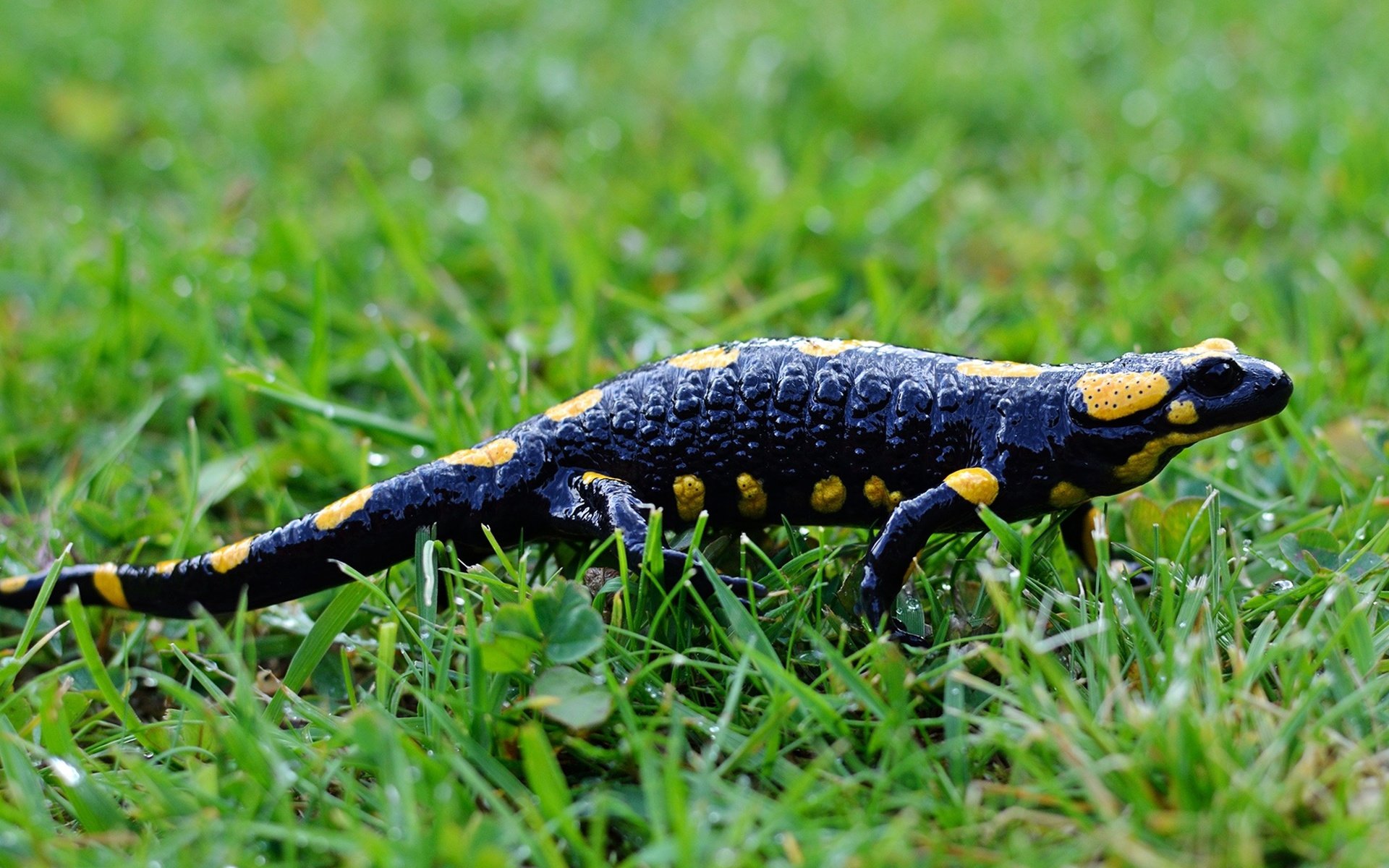 Обои трава, саламандра, земноводные, grass, salamander, amphibians разрешение 3840x2160 Загрузить