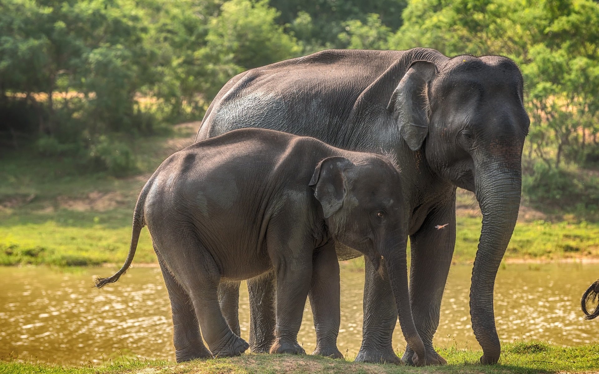 Обои слоны, дикая природа, слоненок, шри-ланка, elephants, wildlife, elephant, sri lanka разрешение 2560x1600 Загрузить