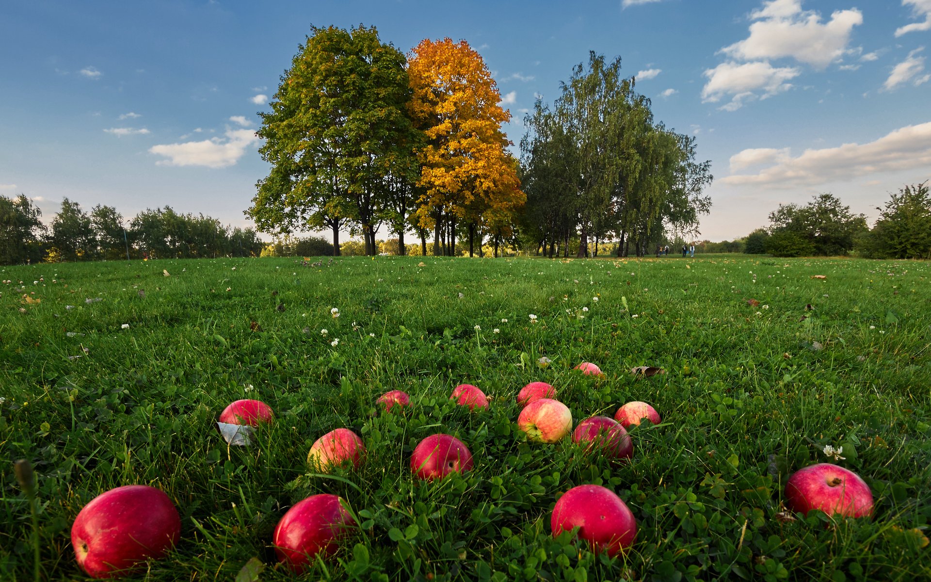 Обои небо, трава, облака, деревья, природа, фрукты, яблоки, the sky, grass, clouds, trees, nature, fruit, apples разрешение 4163x2775 Загрузить