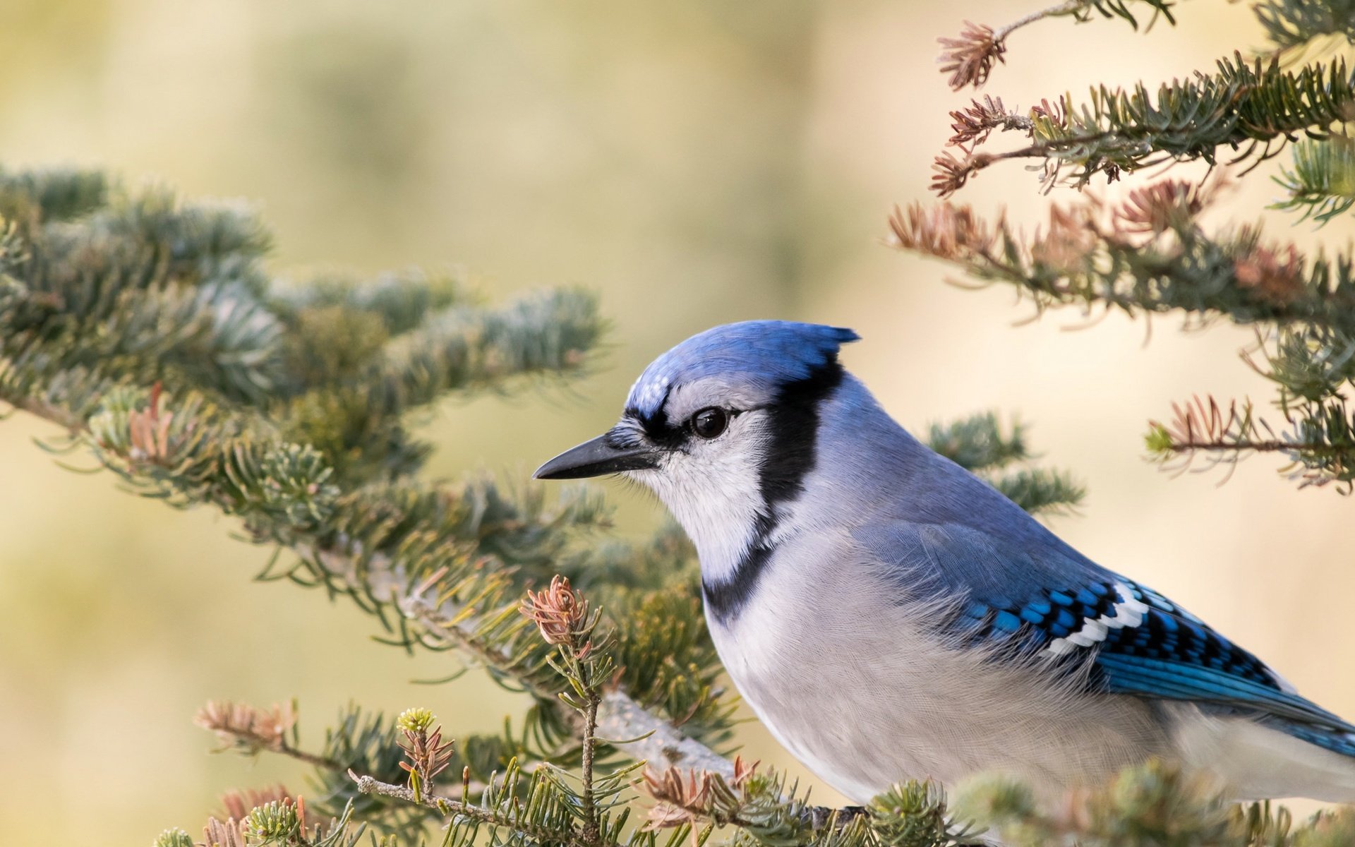 Обои ветка, птица, клюв, голубая сойка, branch, bird, beak, blue jay разрешение 2048x1320 Загрузить