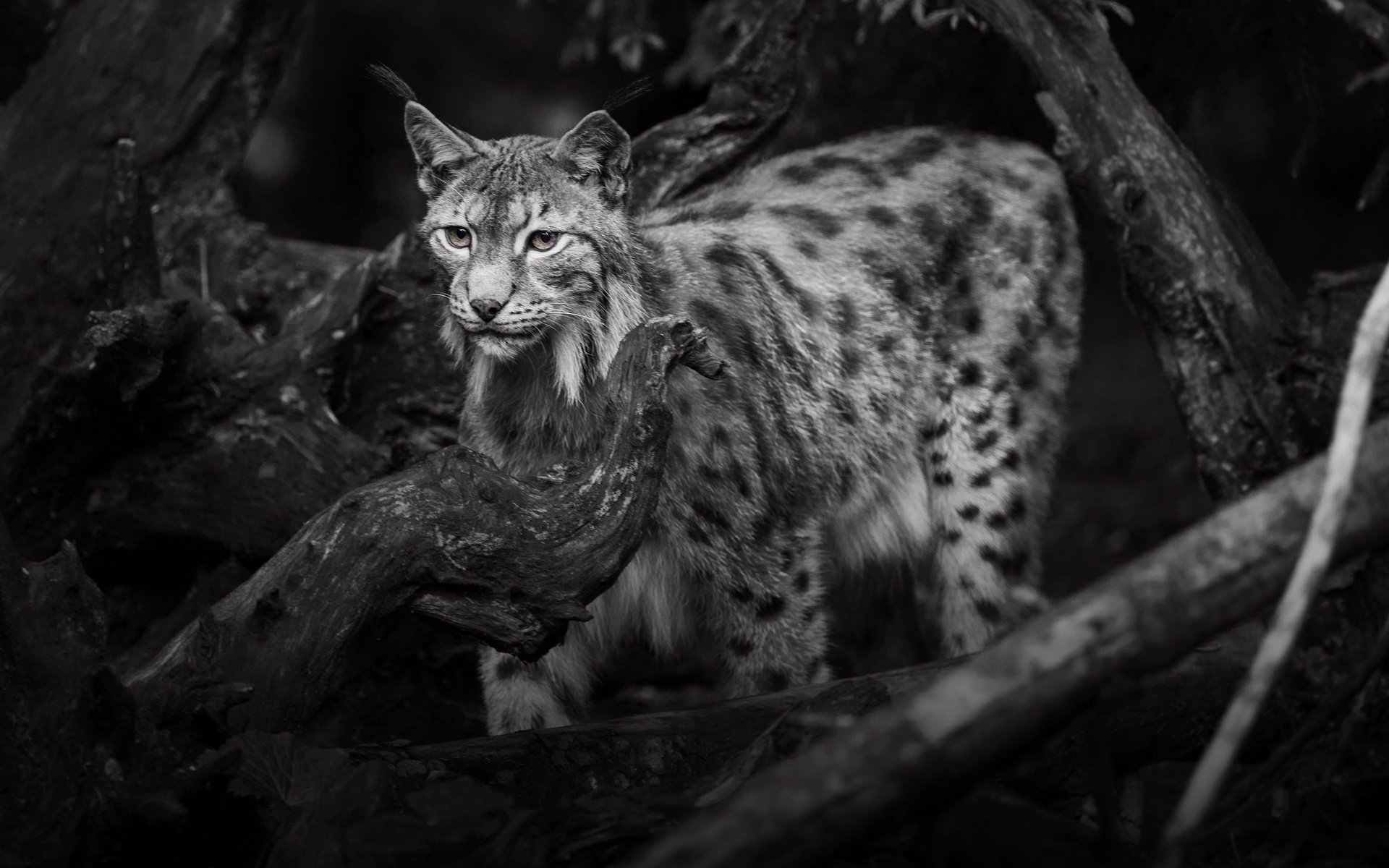 Обои рысь, чёрно-белое, дикая кошка, lena held, lynx, black and white, wild cat разрешение 3612x2502 Загрузить